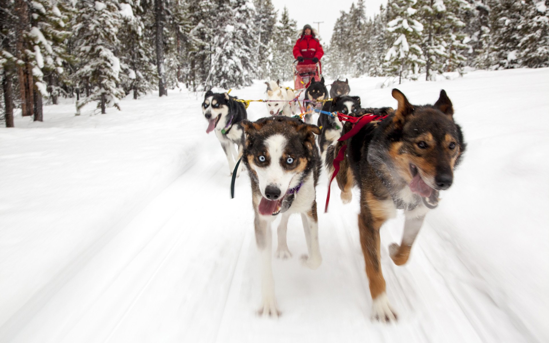 hunde hundeschlitten schnee bäume hintergrund