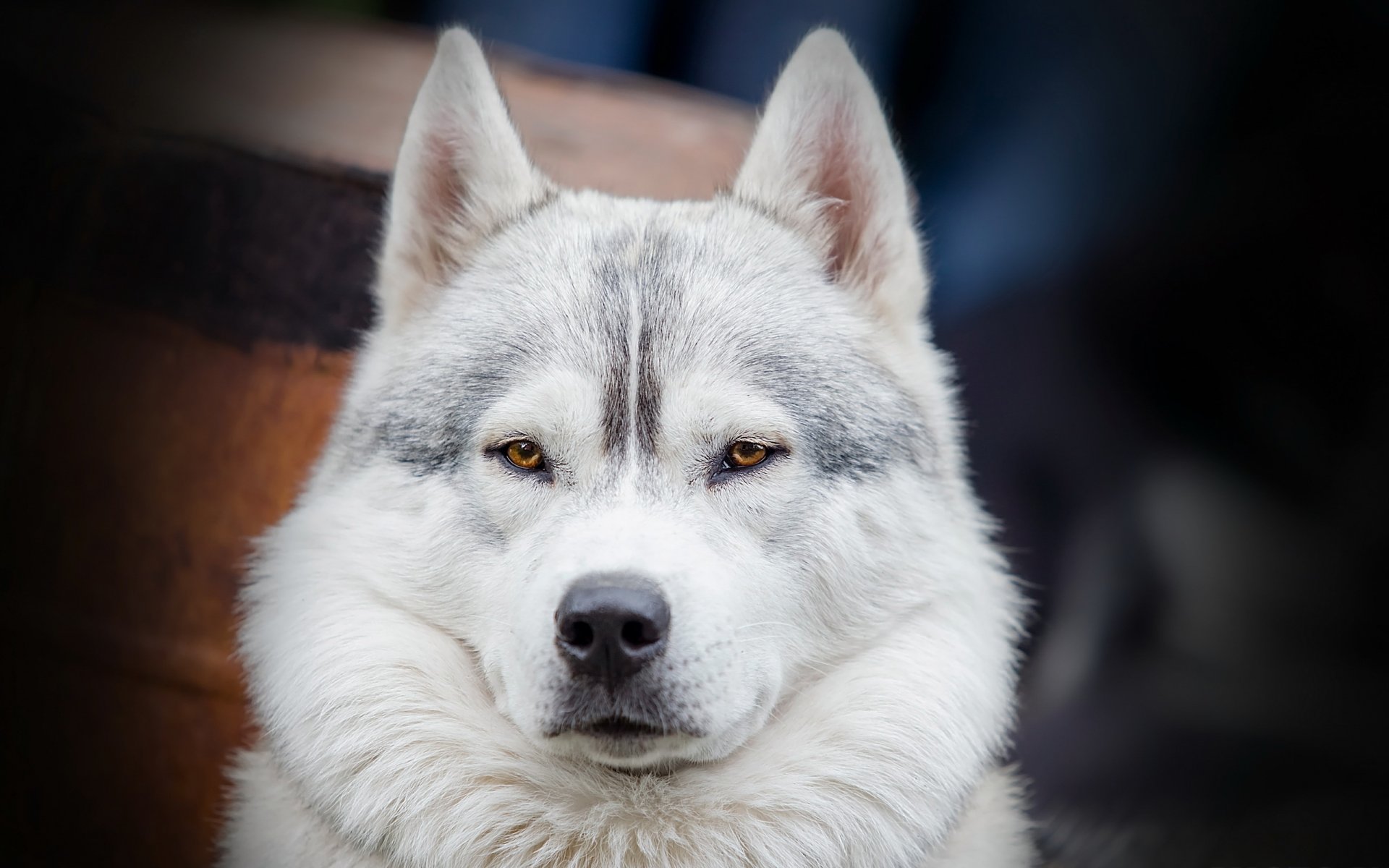 cane sguardo amico