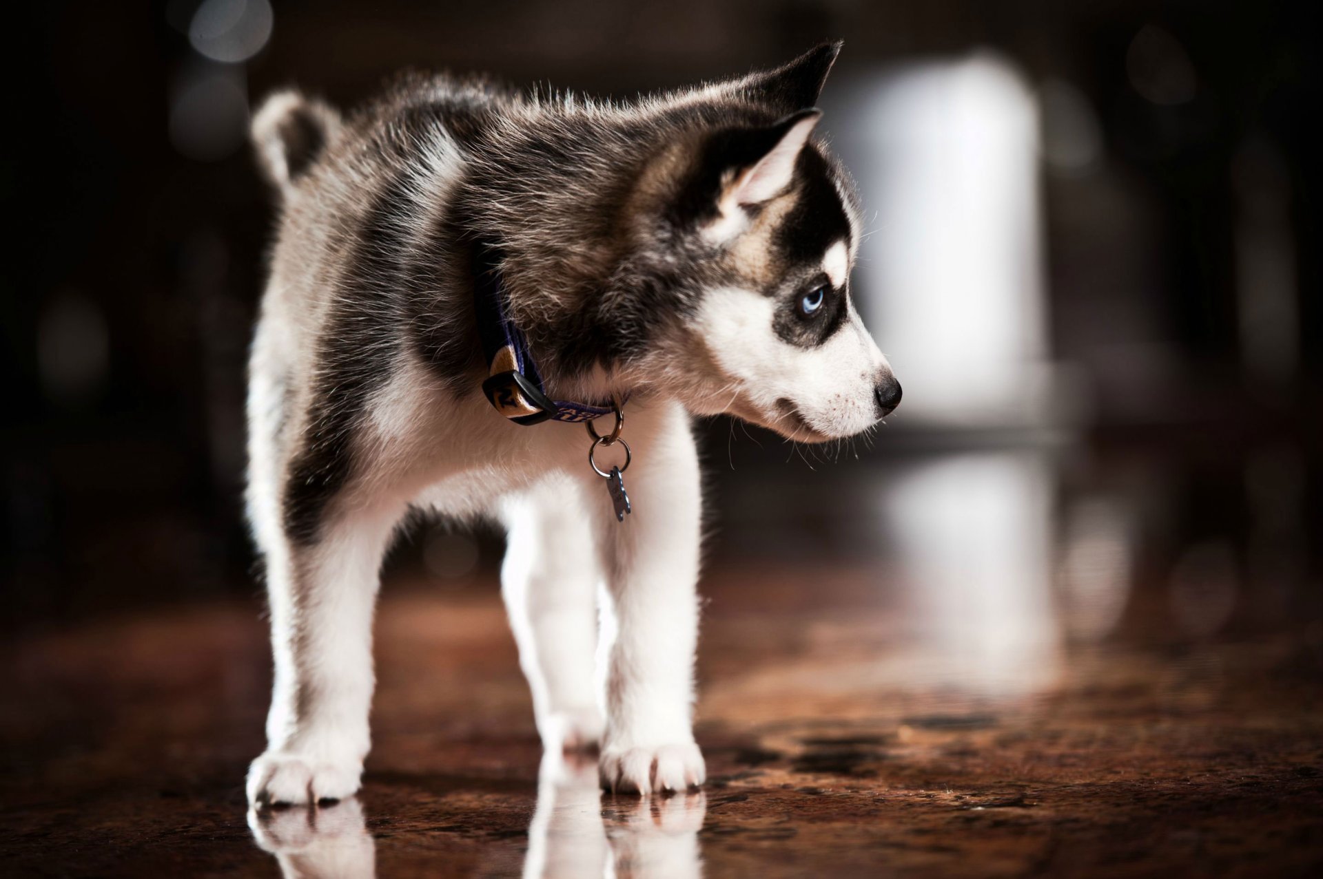 chiot husky husky collier