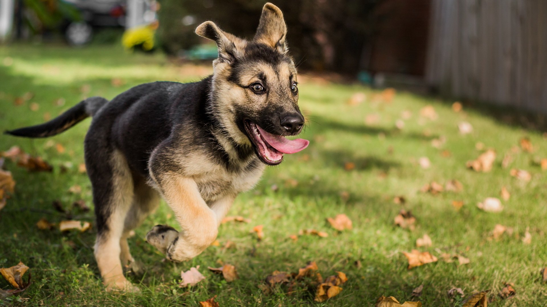 deutscher schäferhund hund freund