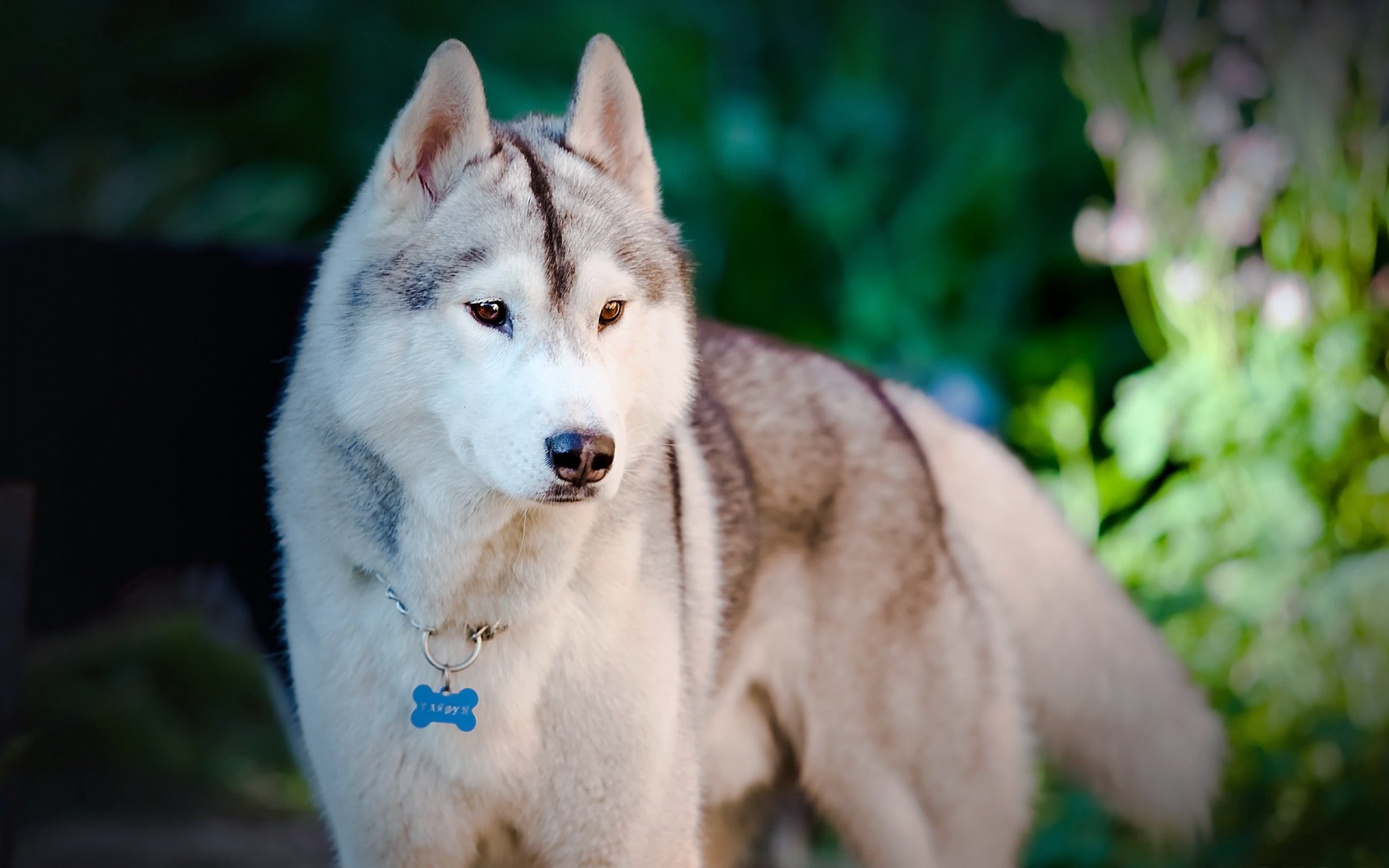 chien ami regard