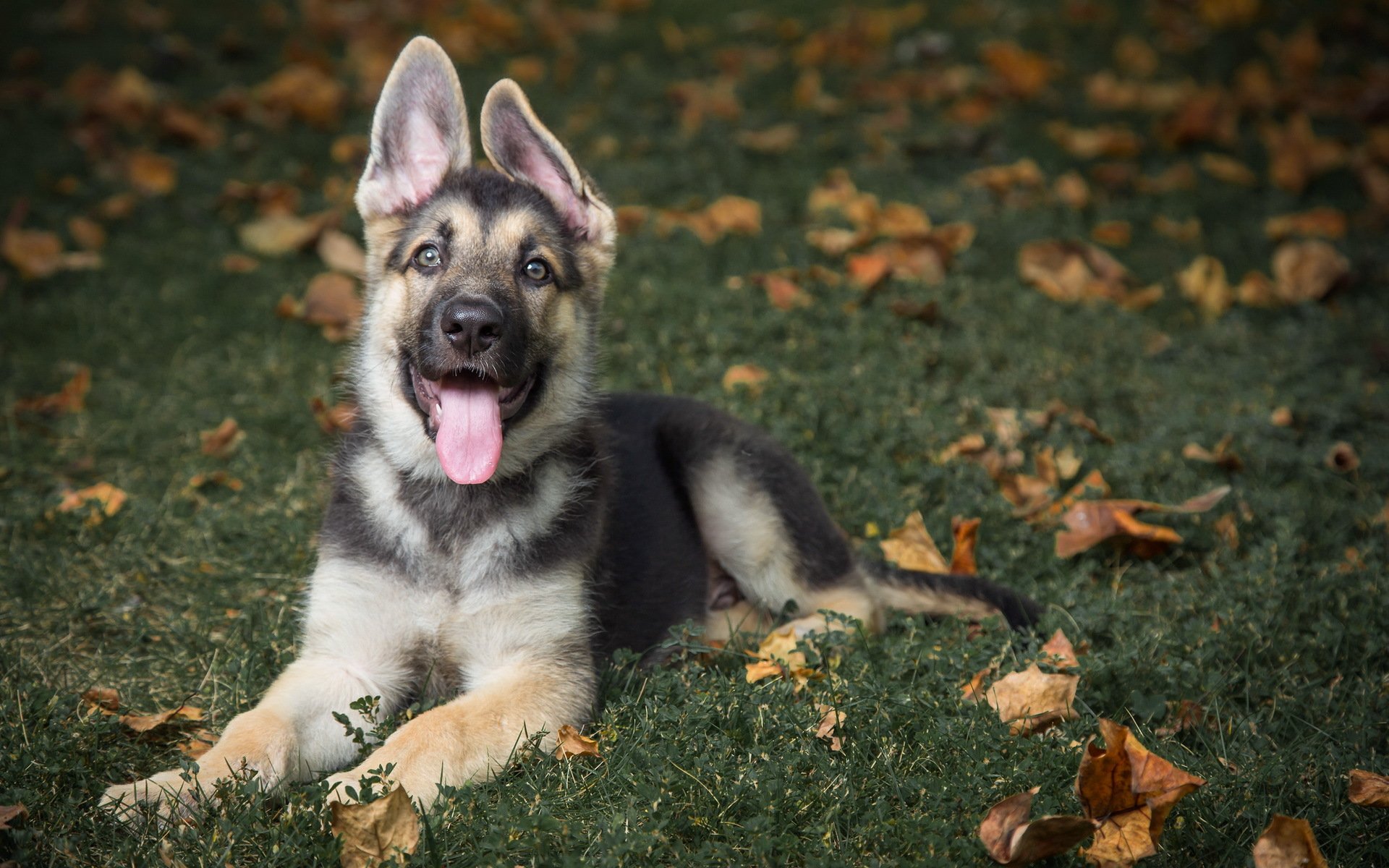 deutscher schäferhund hund frettchen