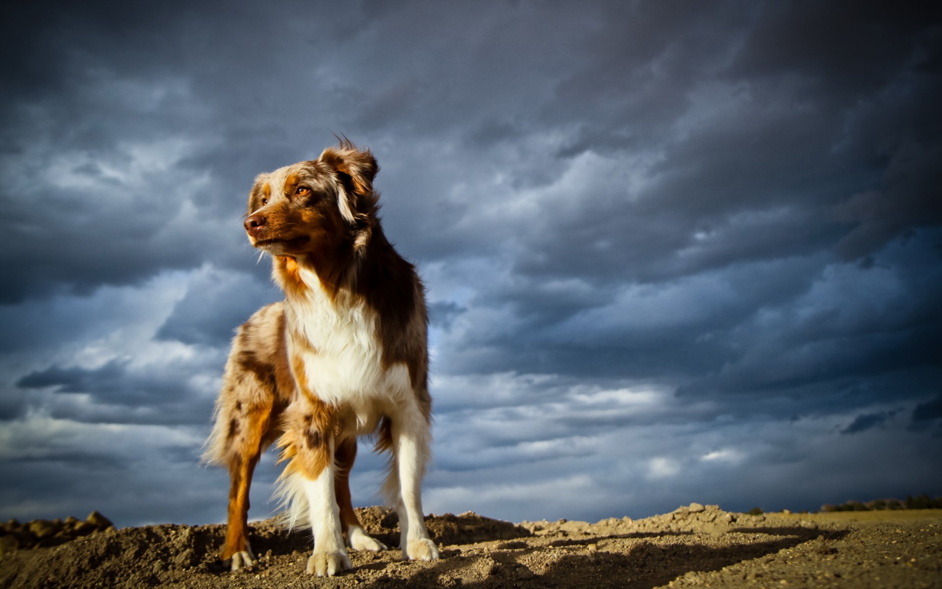 cane amico cielo