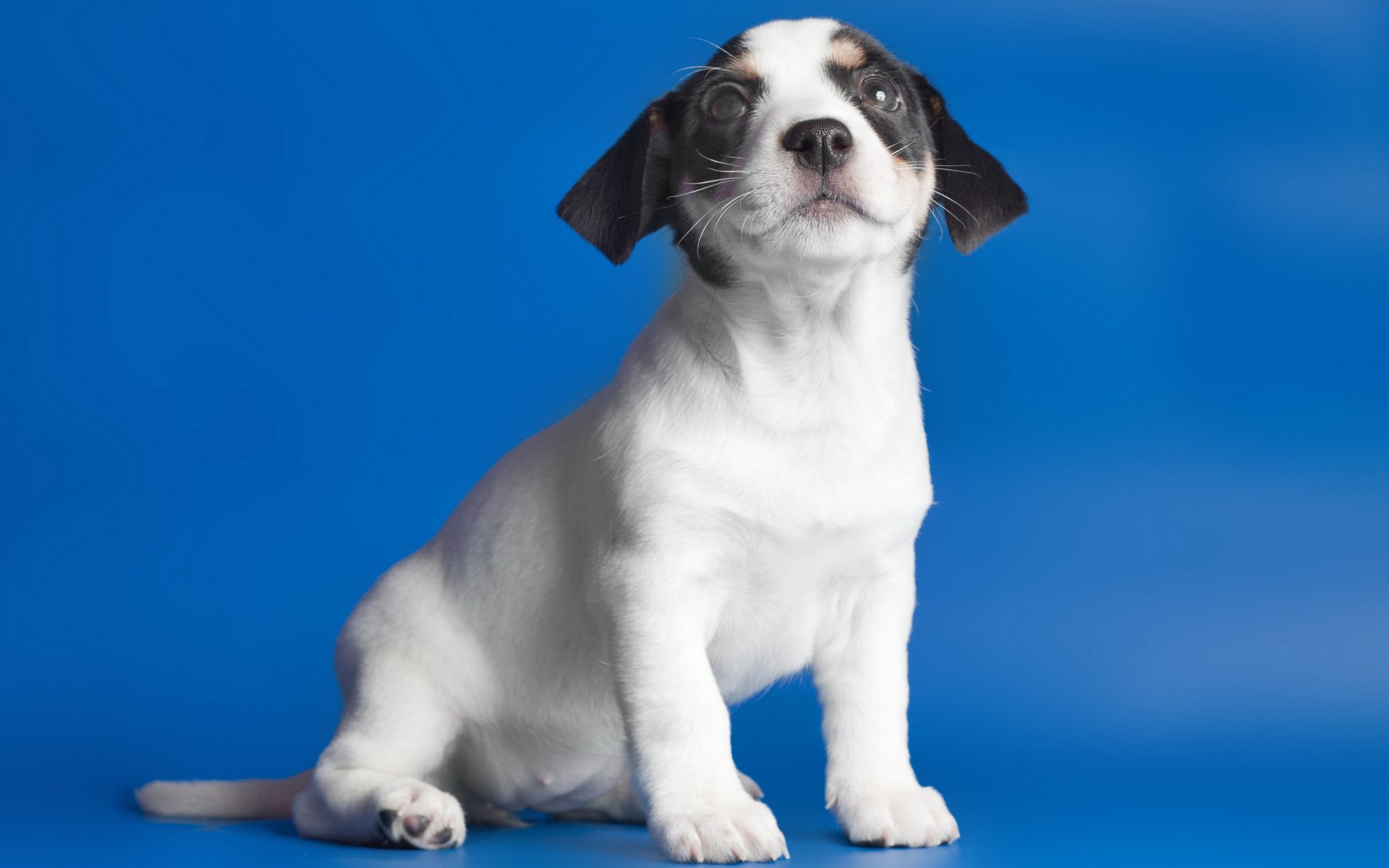 perro cachorro mirada fondo