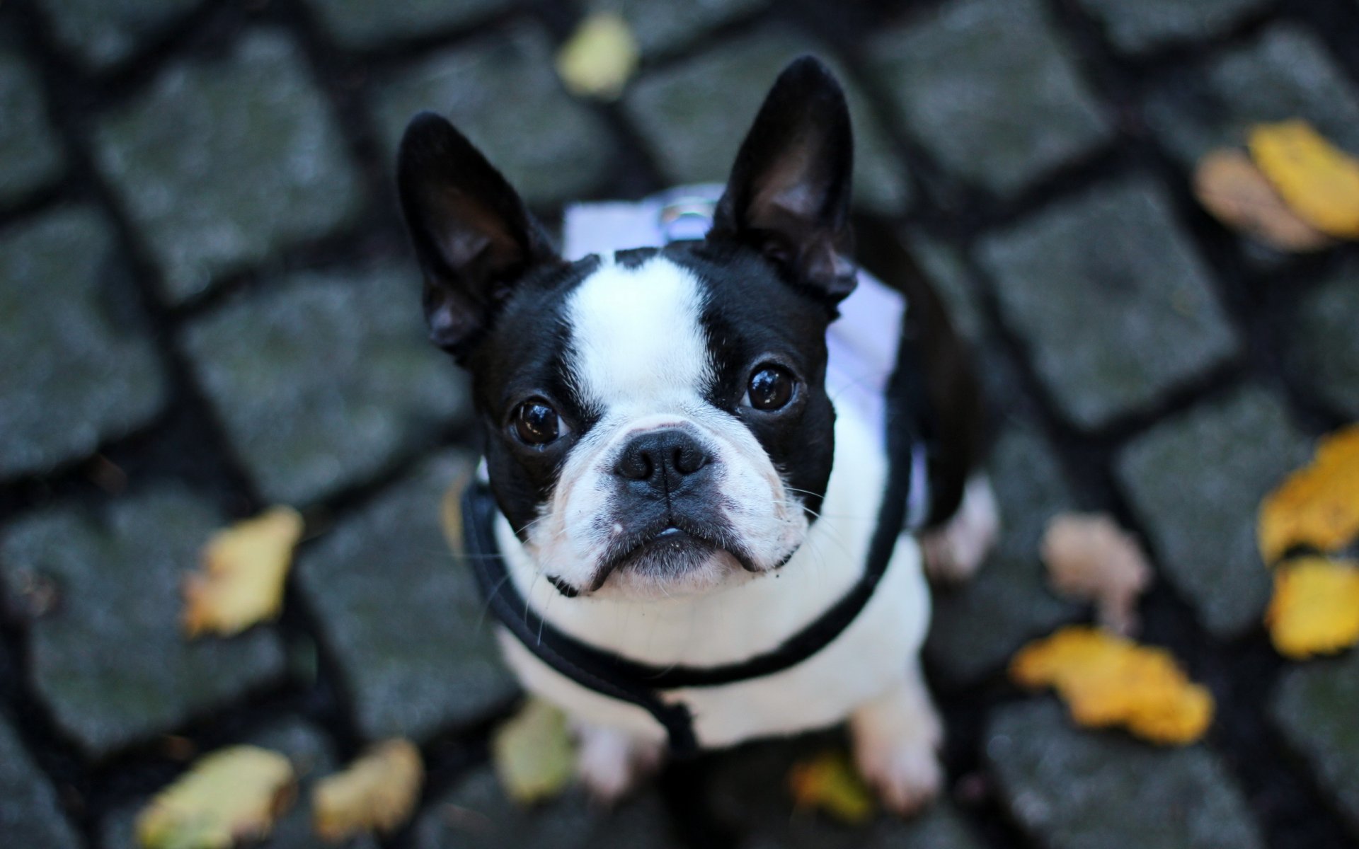 perro mirada amigo