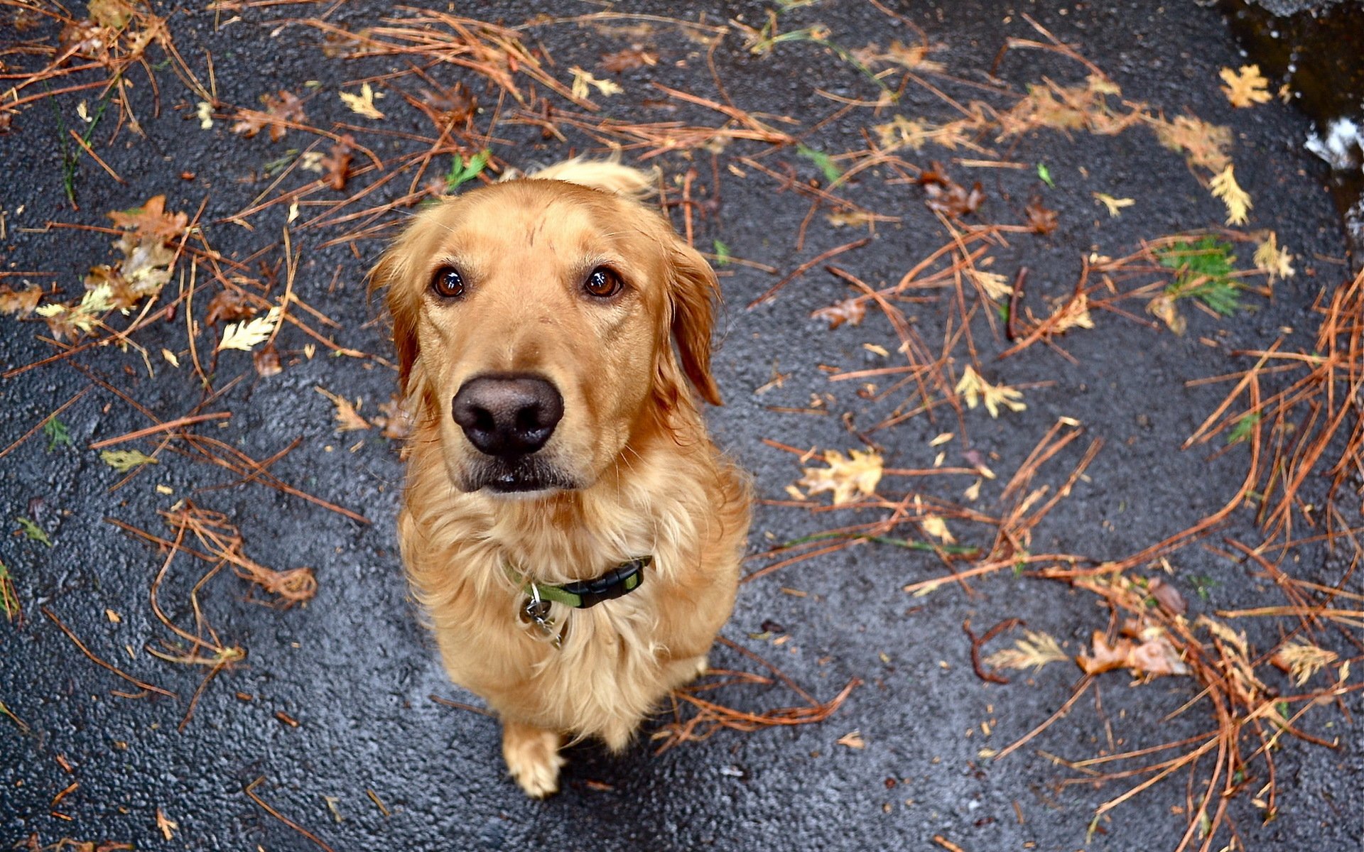 hund freund blick hingabe