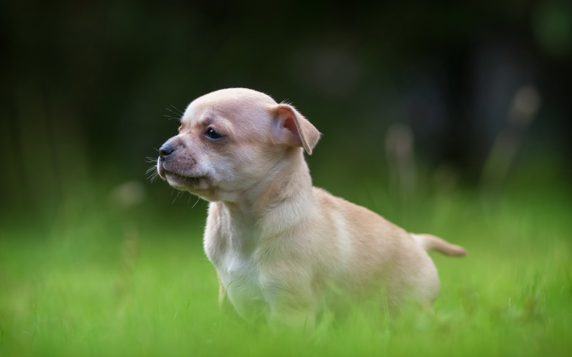 chien chiot lumière