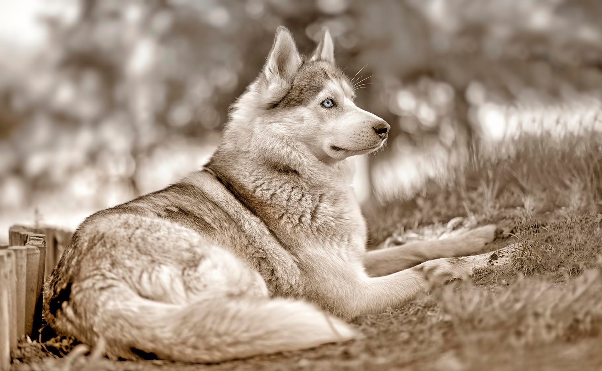 perro husky siberiano ojos azules mirada pose animales