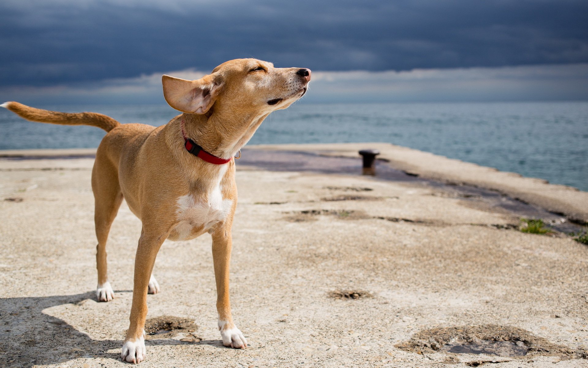 cane amico mare