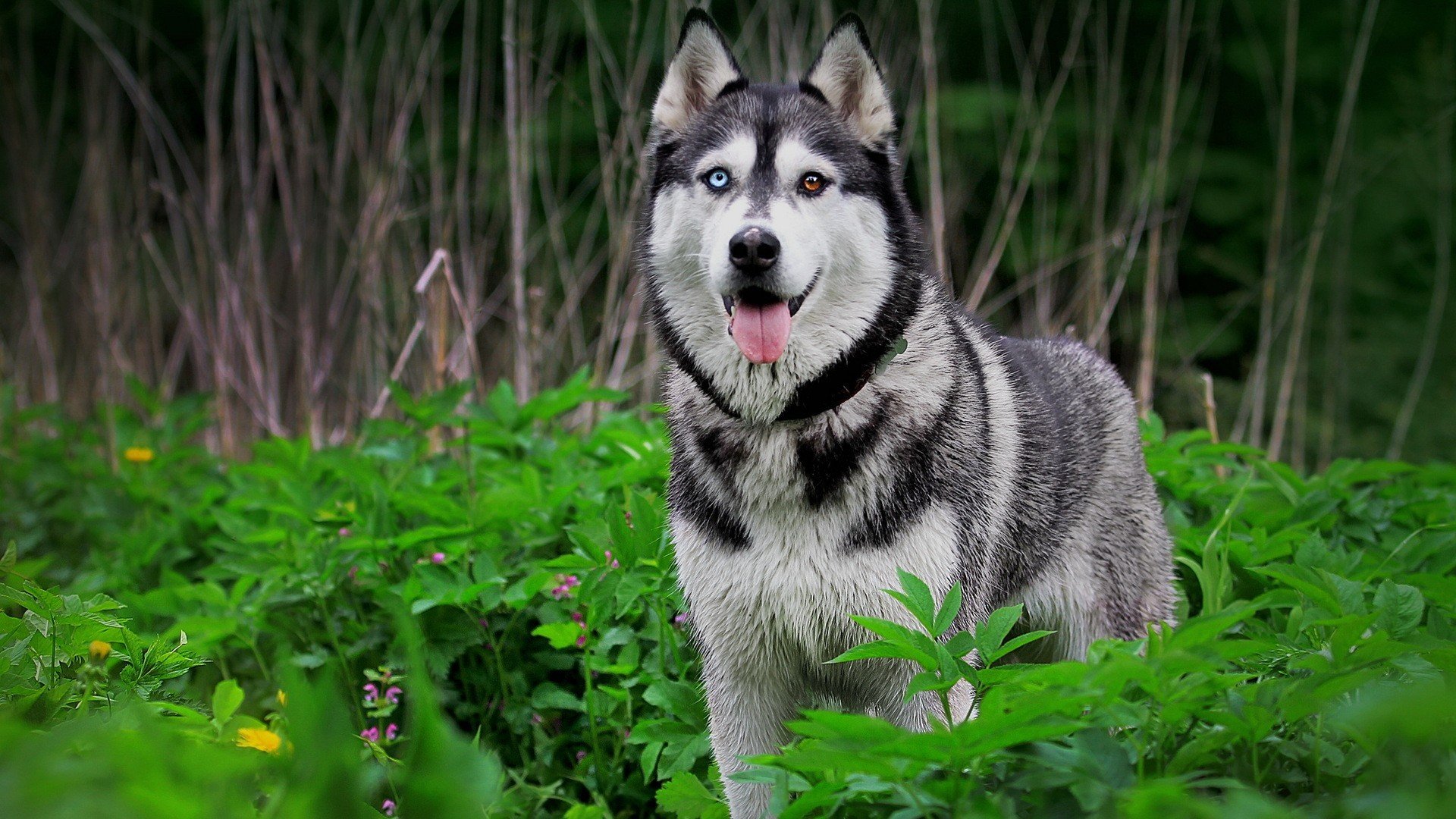 husky naturaleza animales hierba ojos