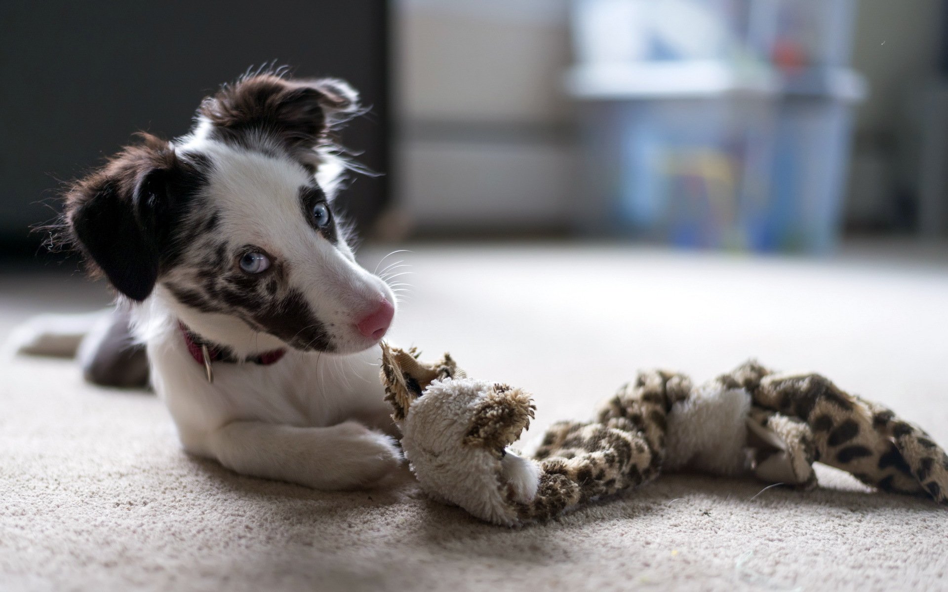 dog puppy house