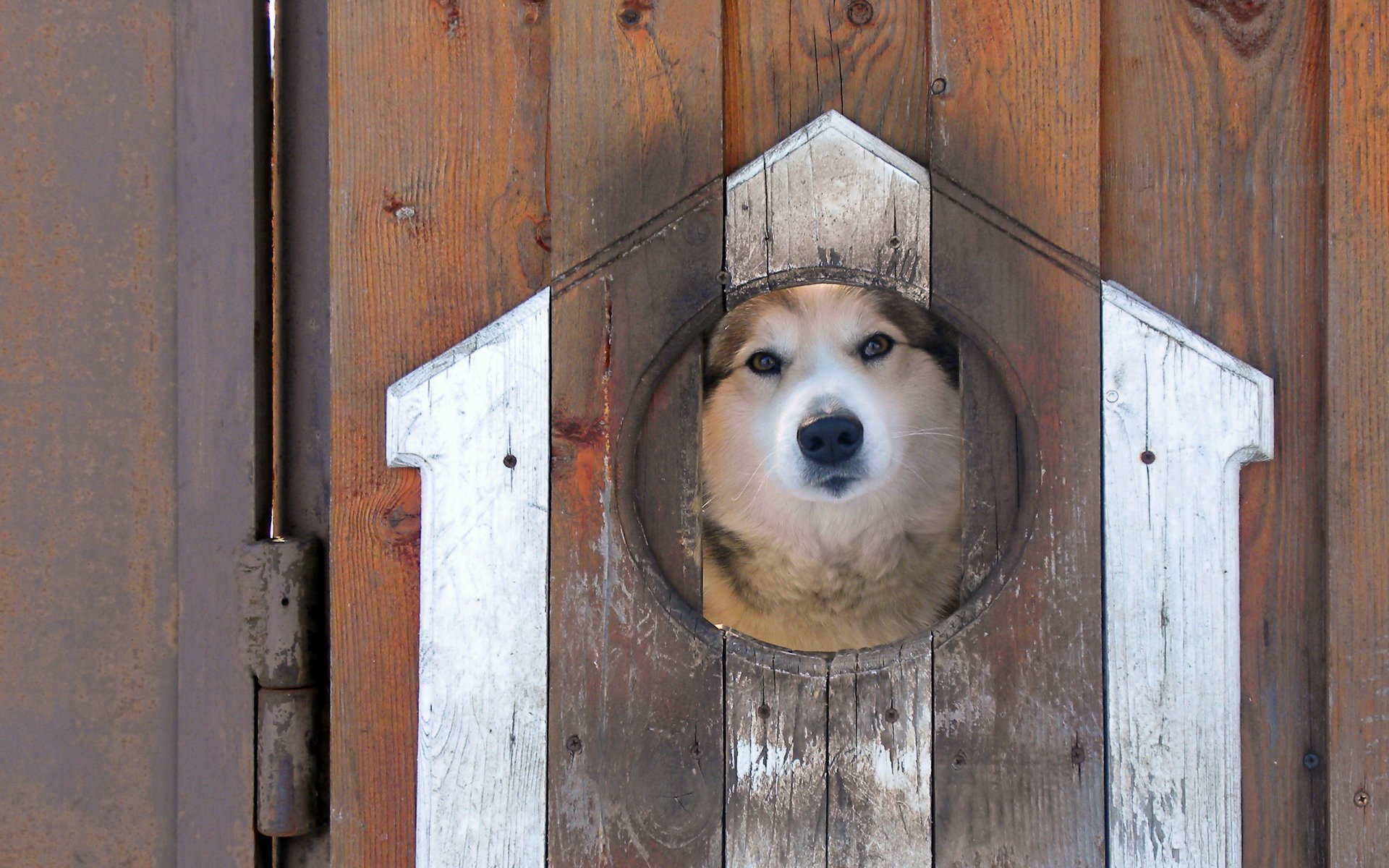 chien clôture vue