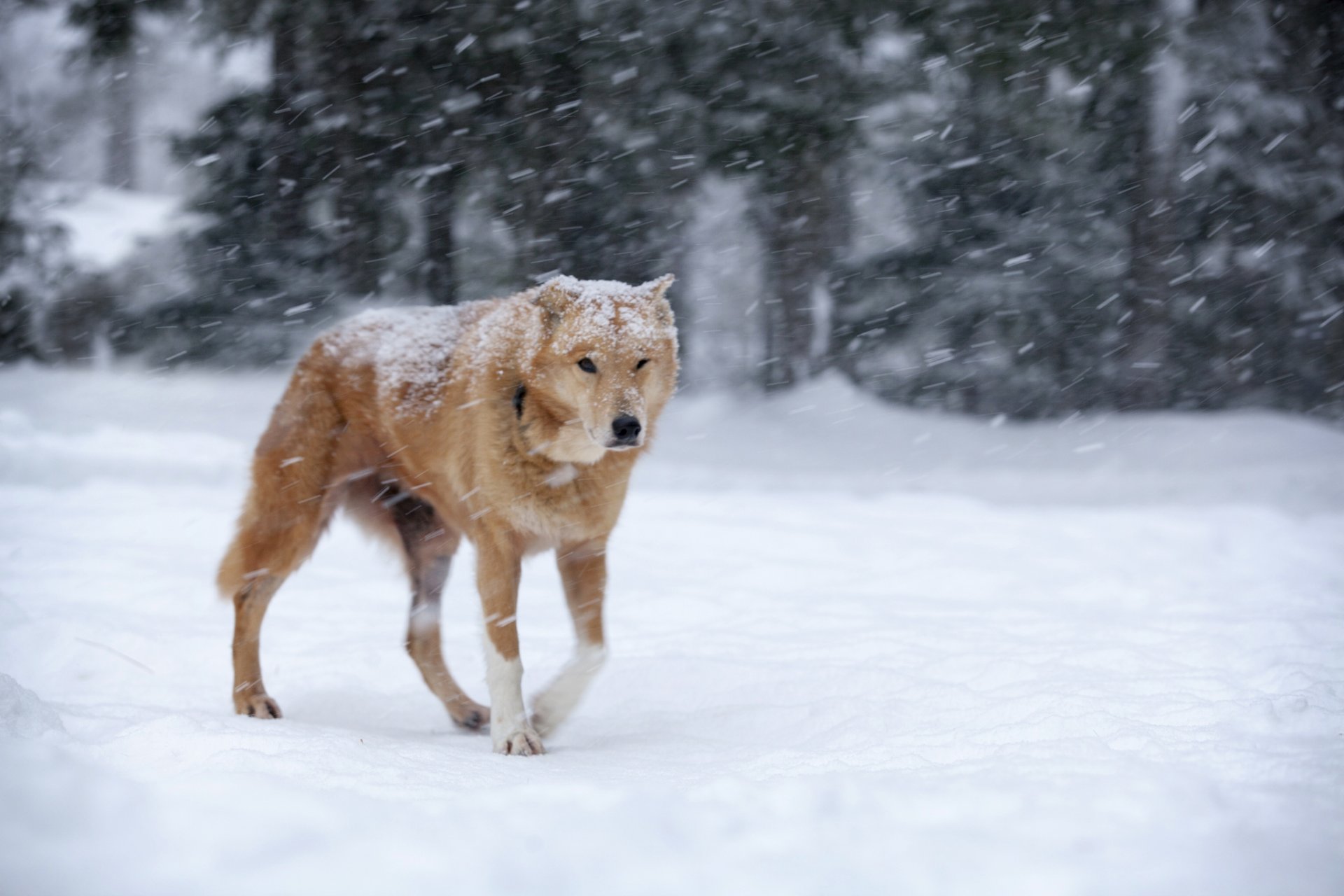 neige hiver chien rousse blizzard