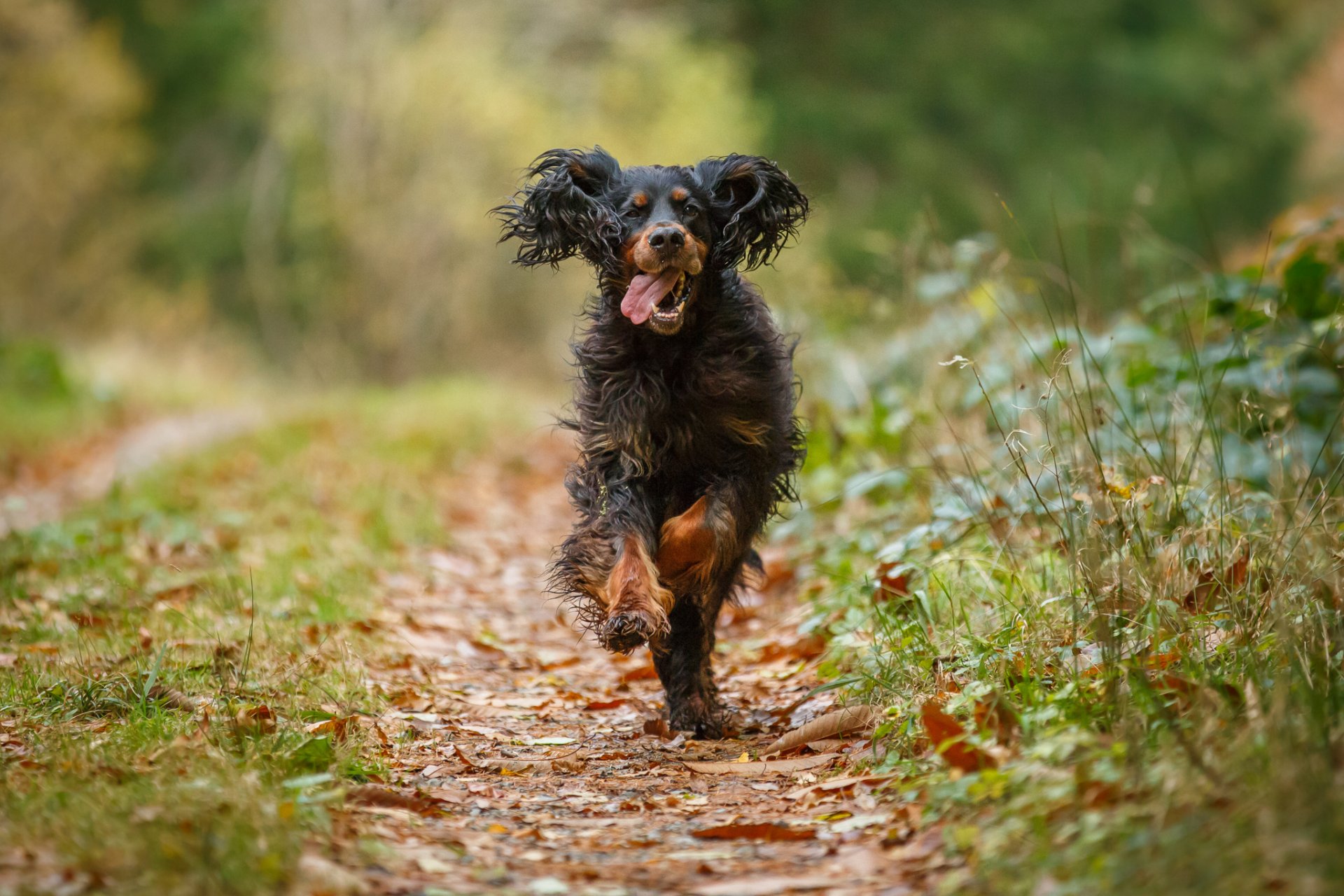 autumn grass leaves path dog