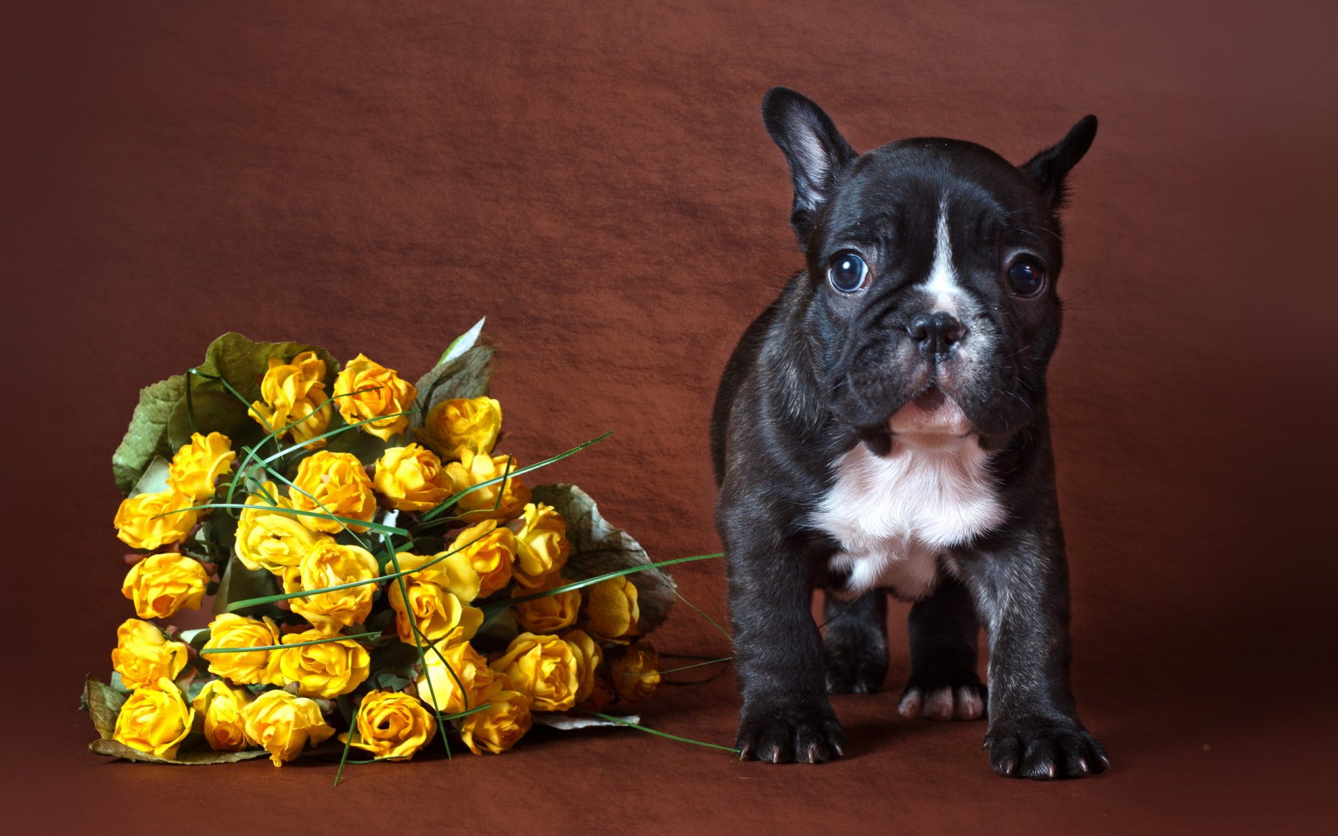 chien fleurs fond