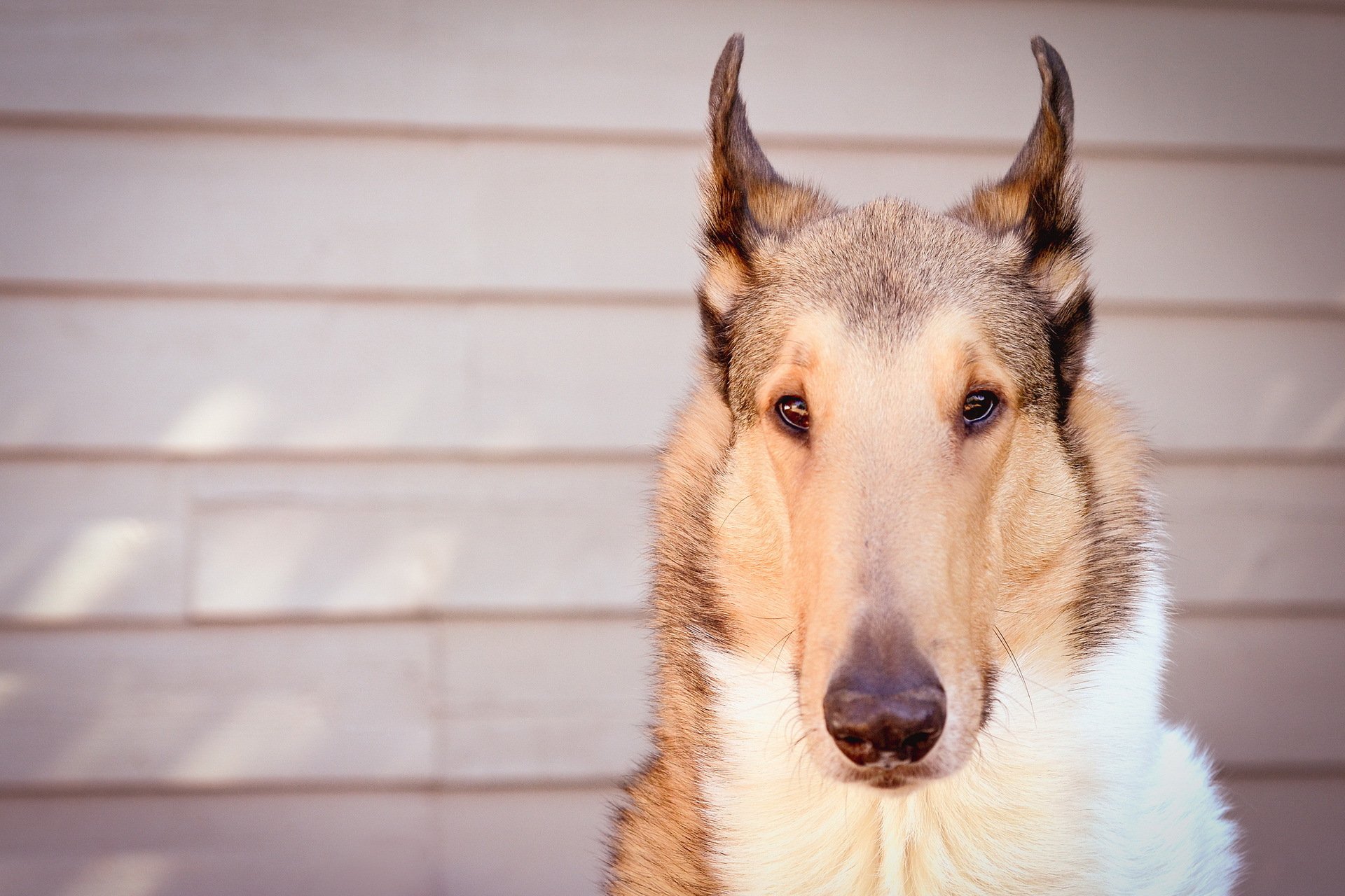 chien regard ami