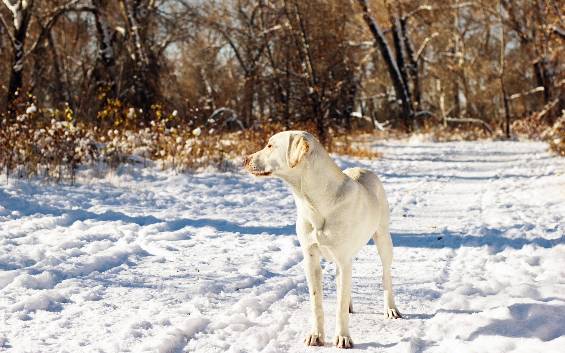 perro amigo nieve otoño