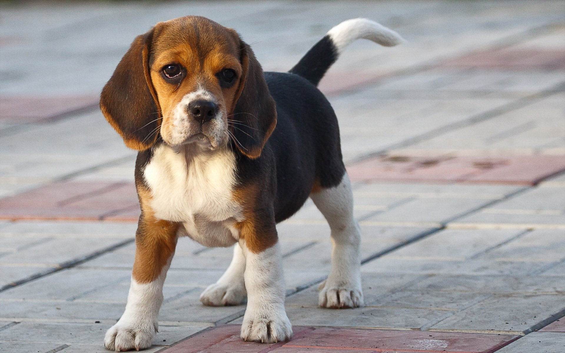 pies przyjaciel beagle