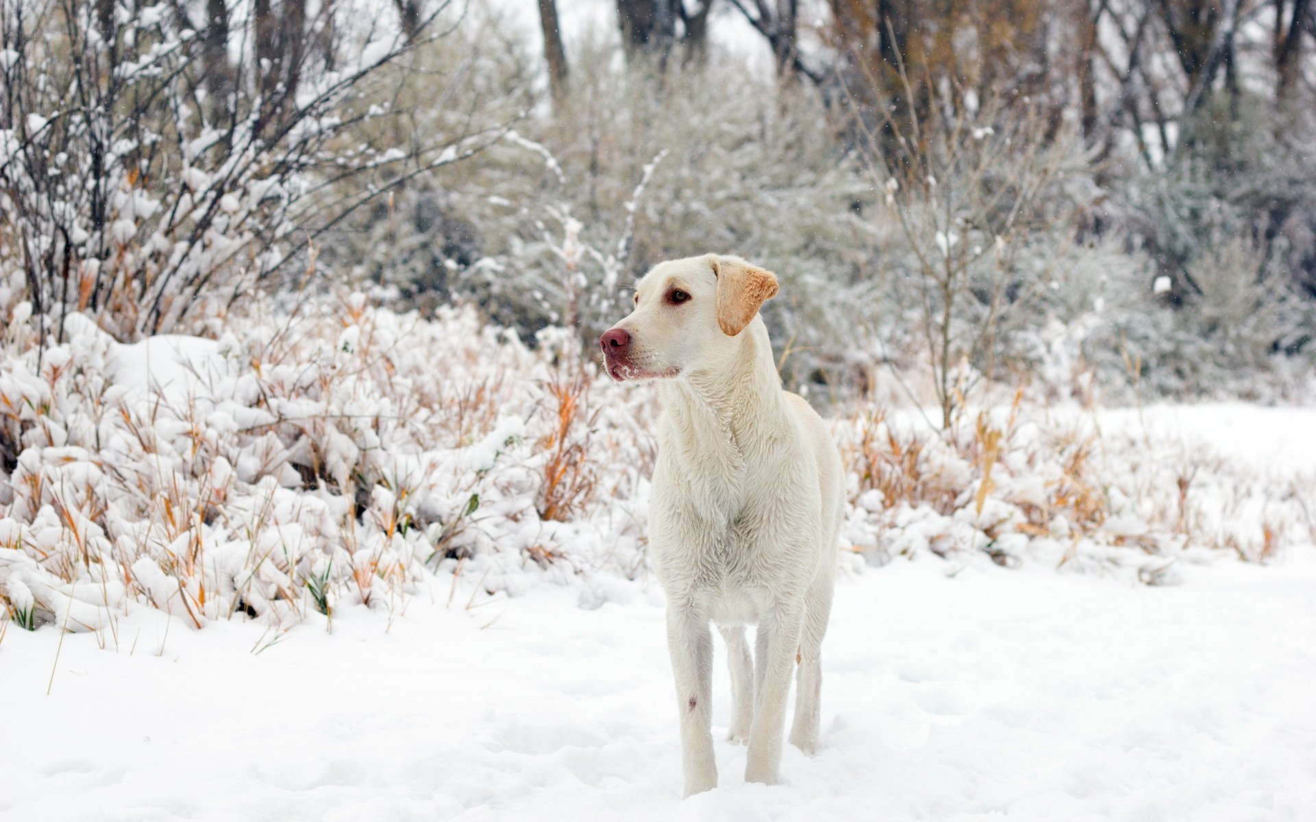 cane amico inverno