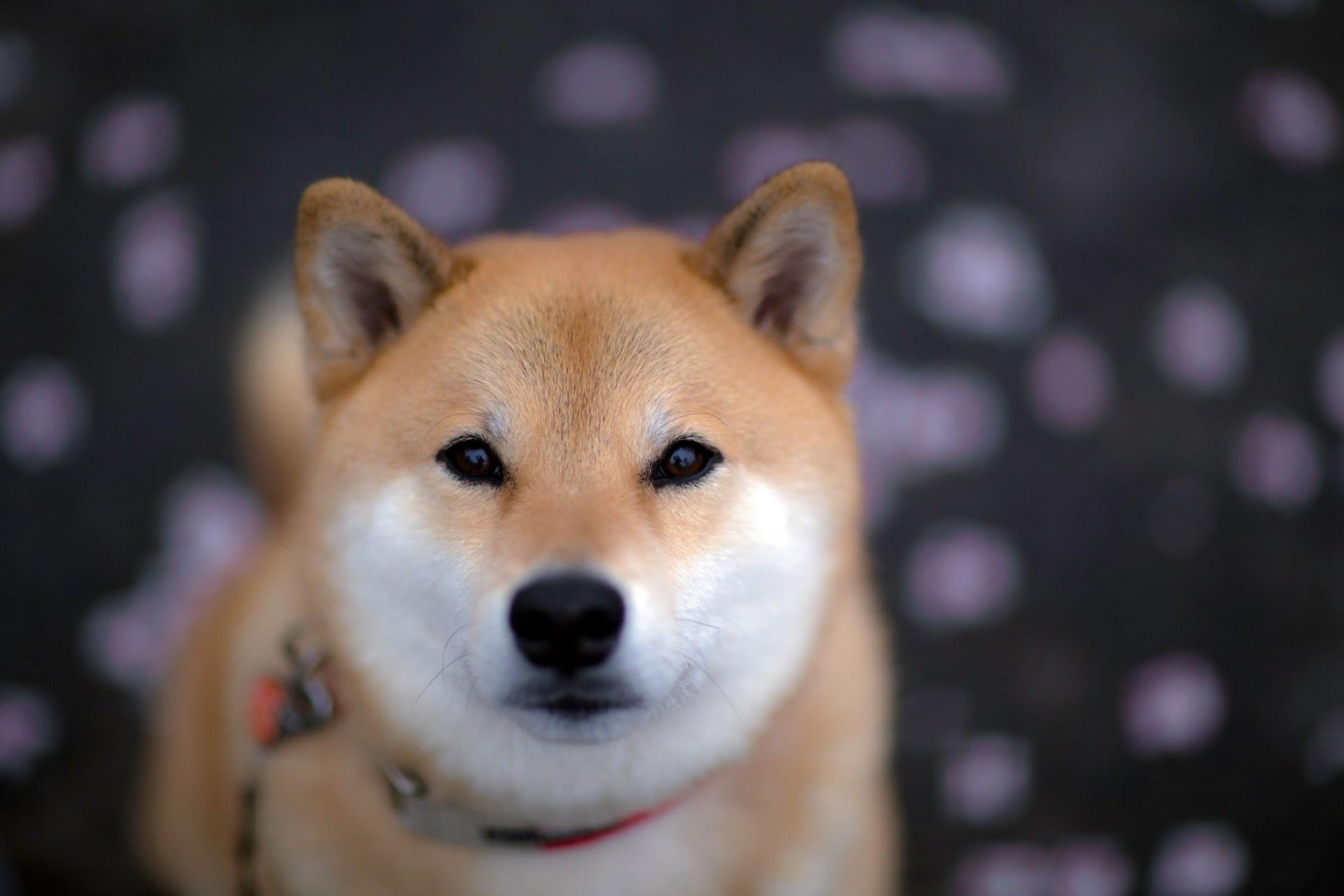 hund freund blick unschärfe