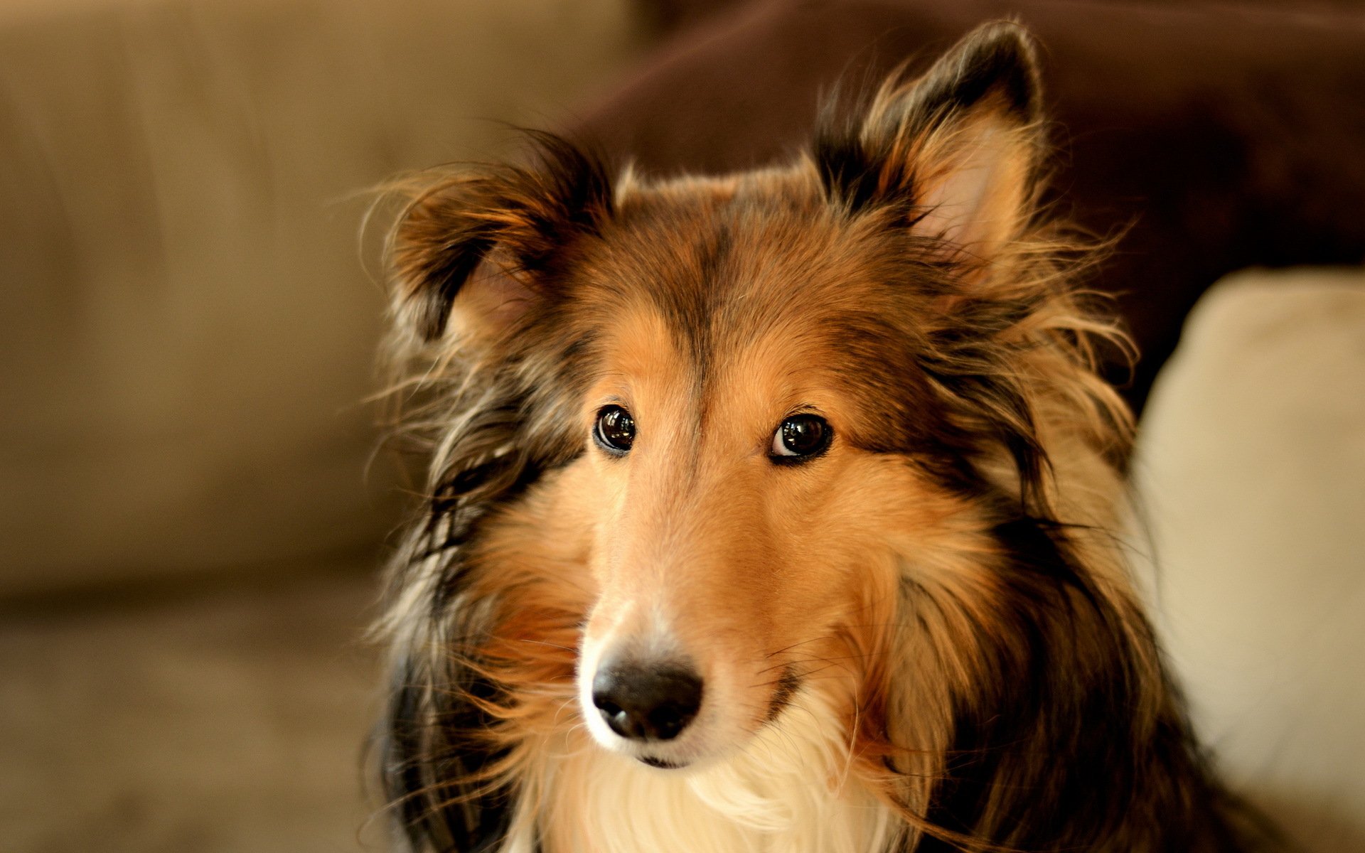 cane sguardo amico