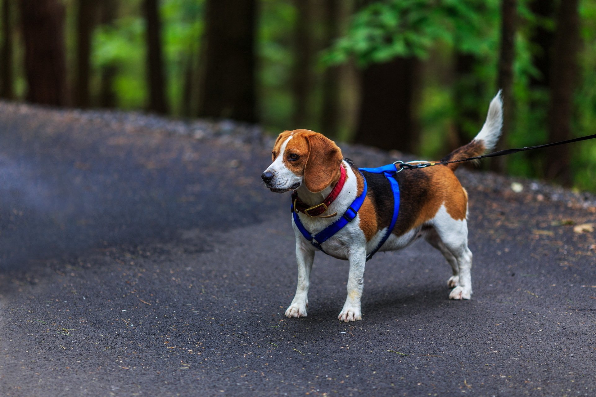 chien beagle ami