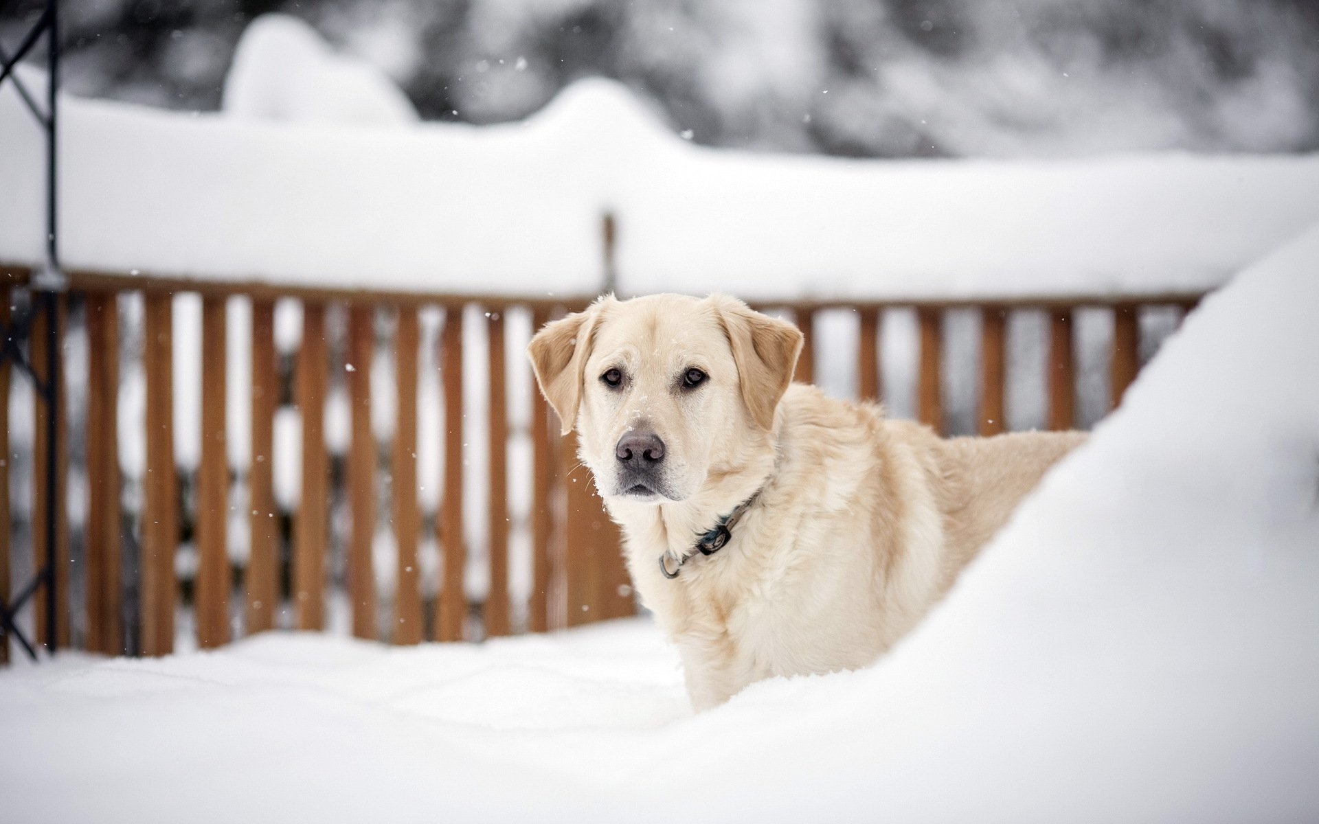 chien vue hiver