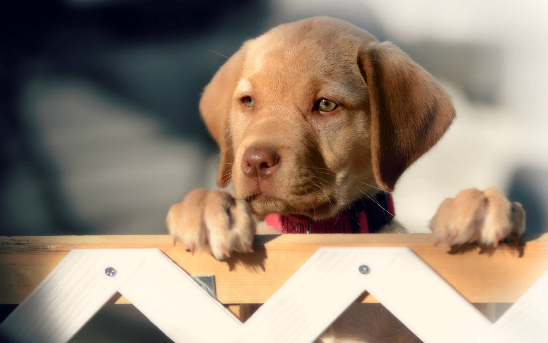 perro mirada cerca