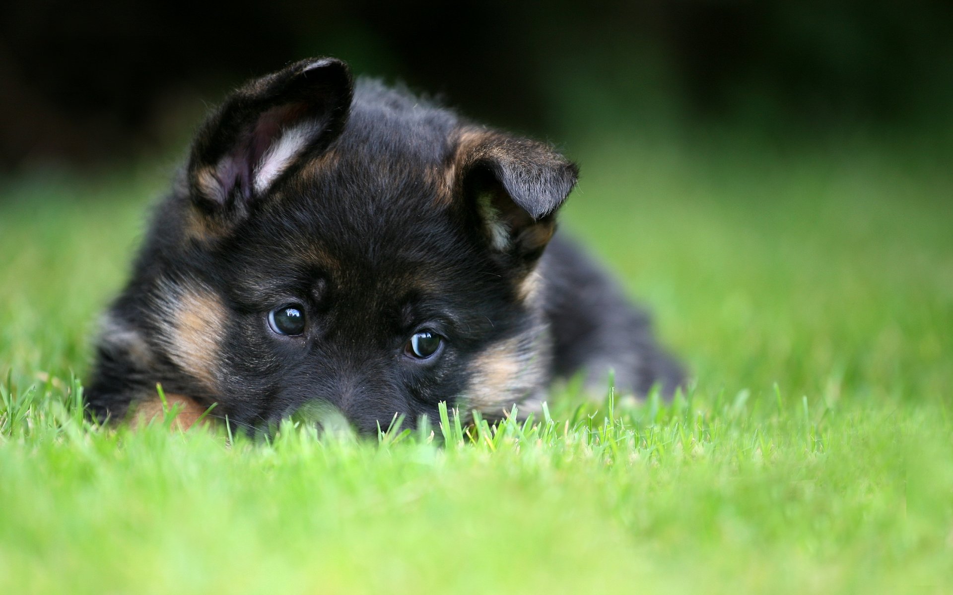 berger allemand chiot animal