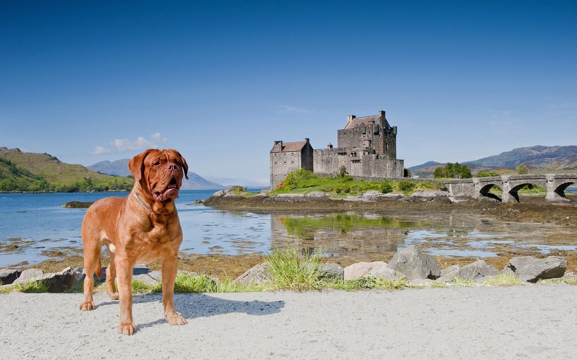 gran danés de burdeos castillo de eileen donan dornie escocia castillo de eilean donan dorne puente paisaje