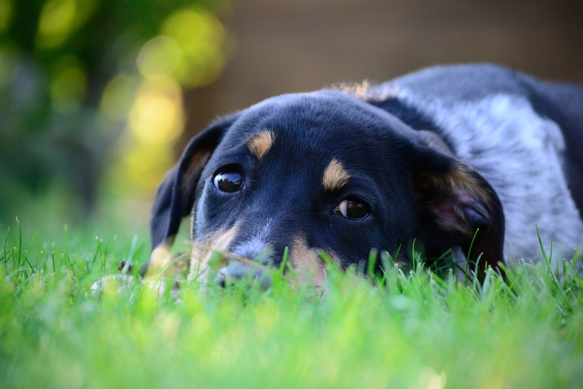 chien animal museau yeux regard oreilles se trouve herbe vert gros plan