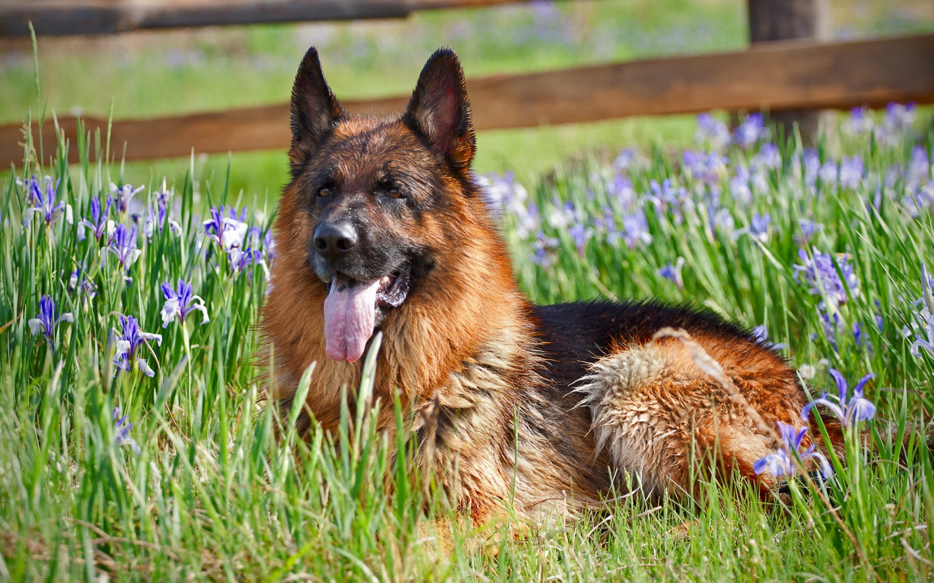 berger allemand chien fleurs