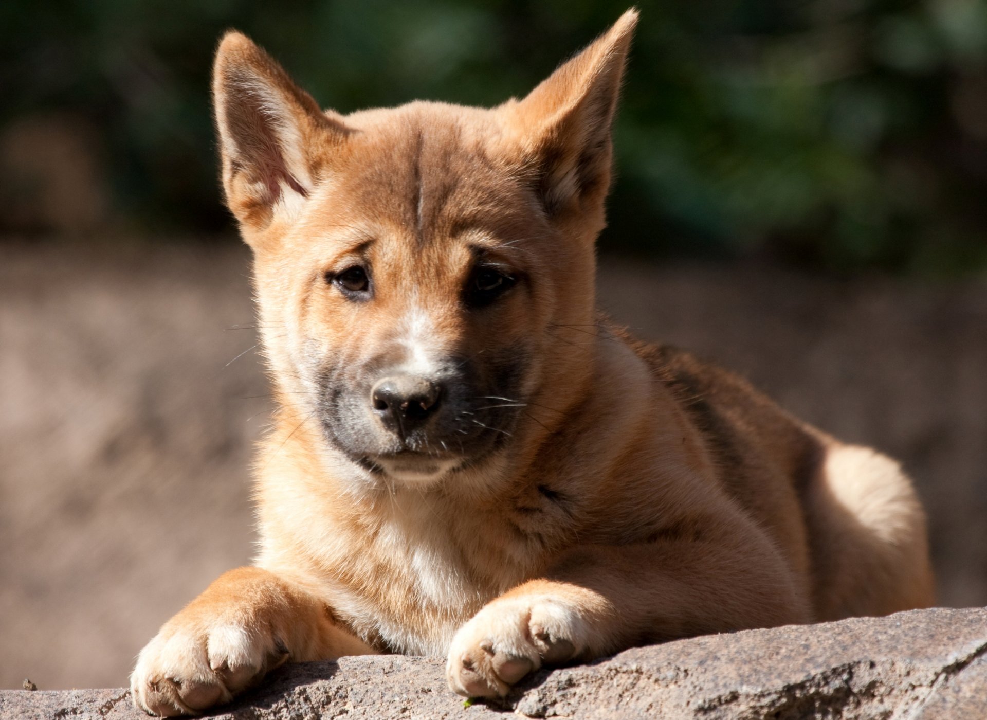 wilder hund dingo welpe