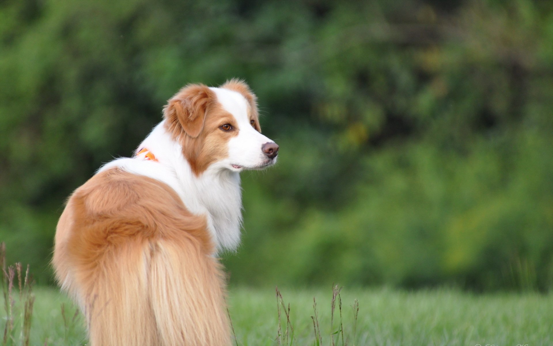 chien ami regard