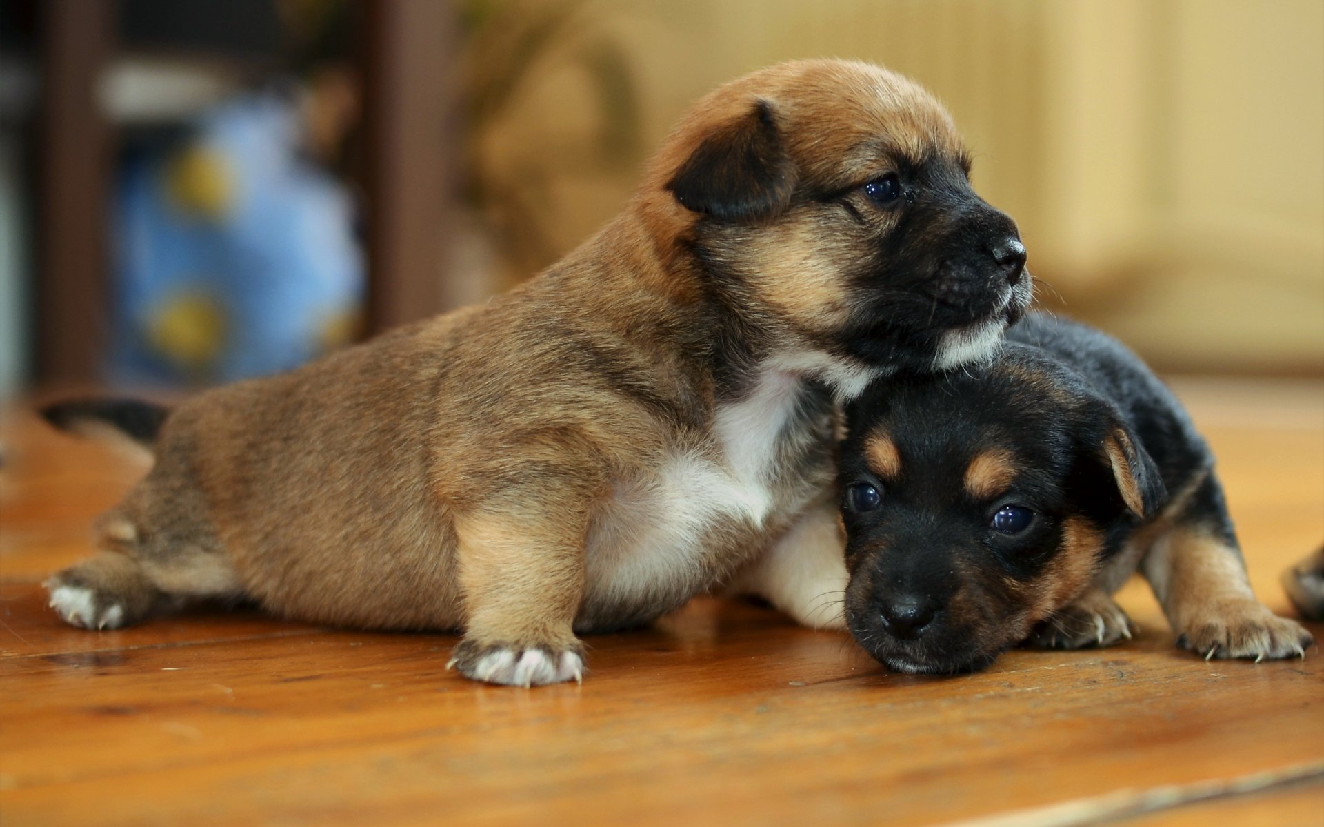 perros cachorros casa