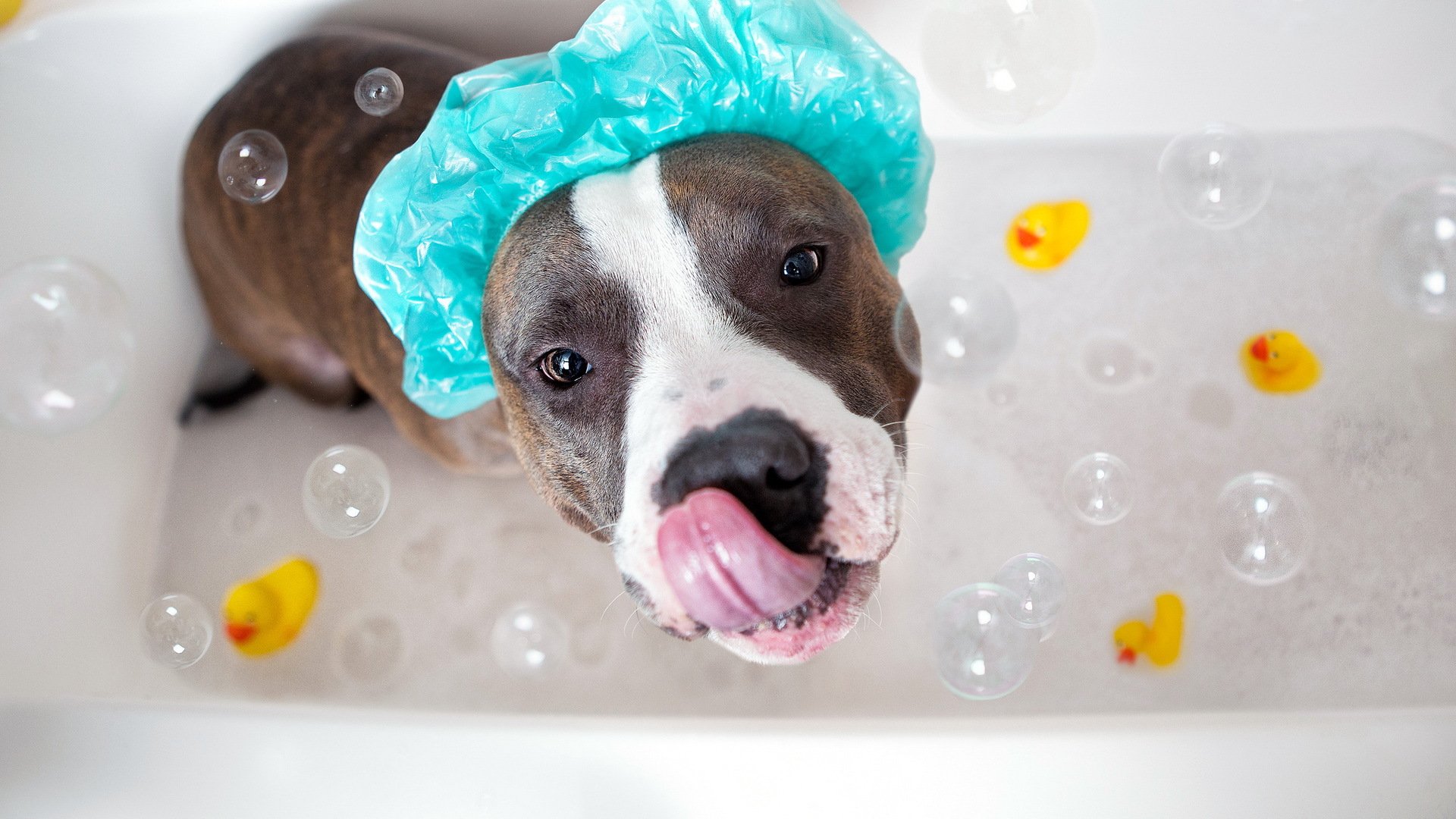 chien bain regard