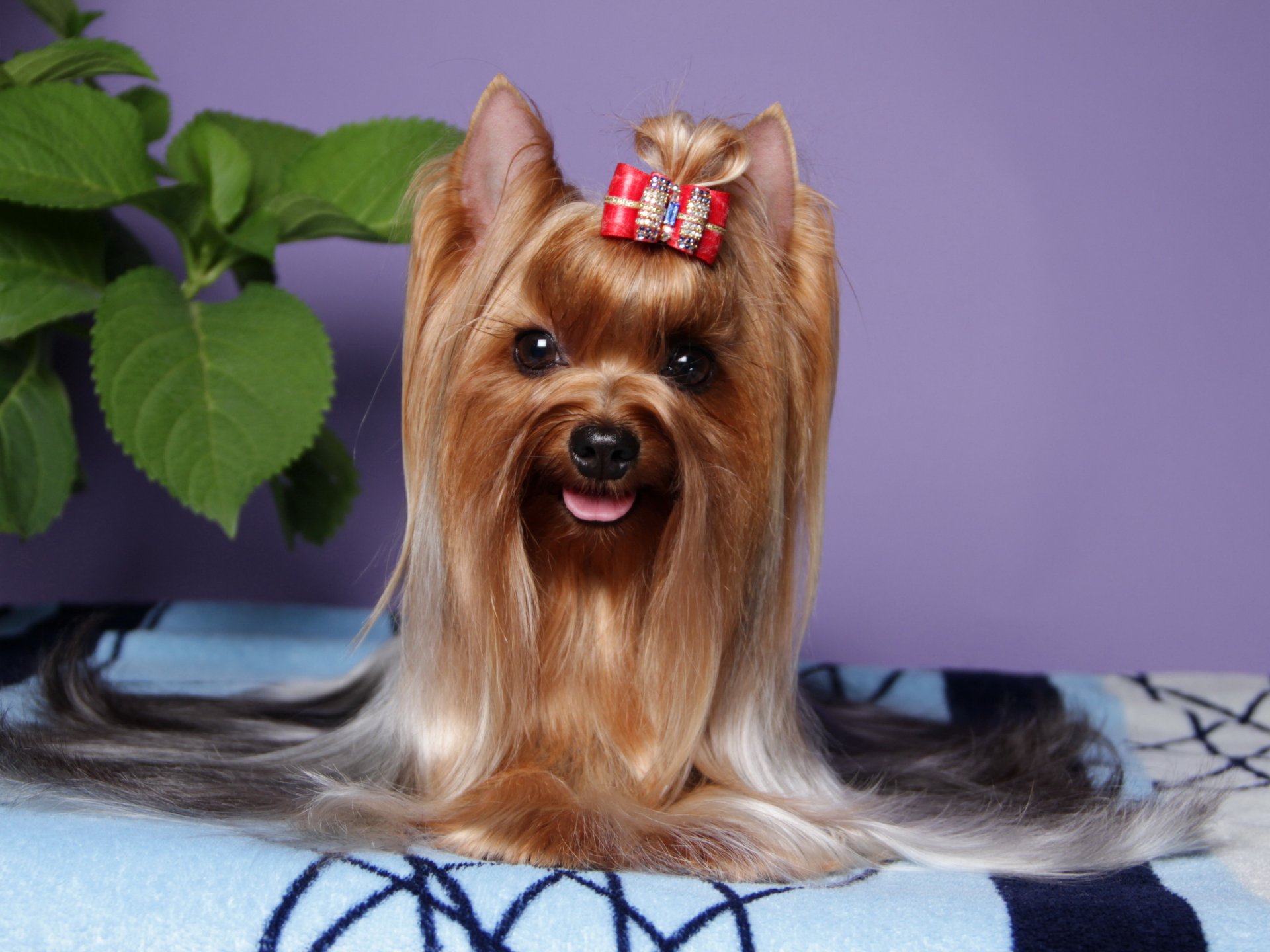 chien yorkshire terrier vue animaux photo