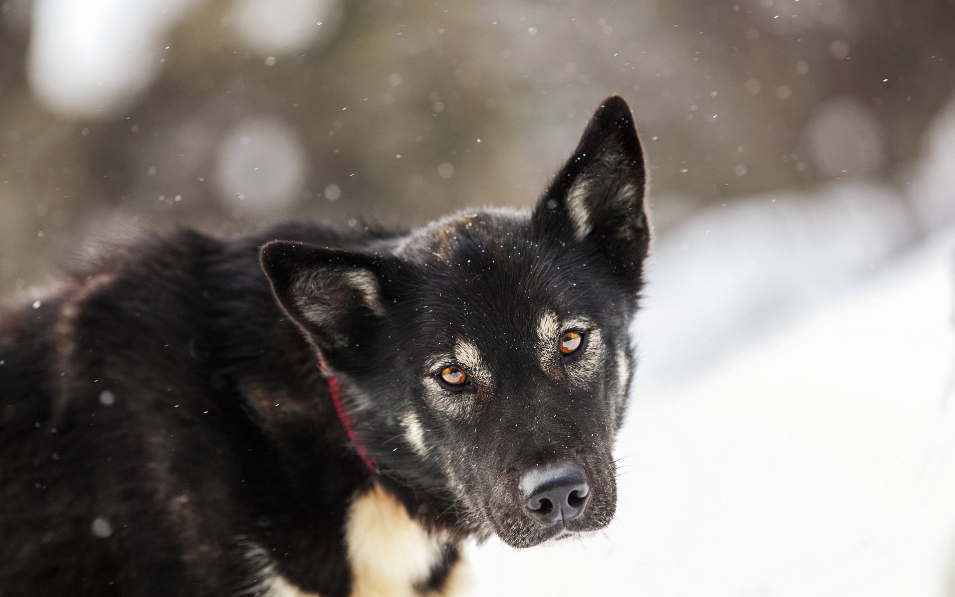 dog malamute view