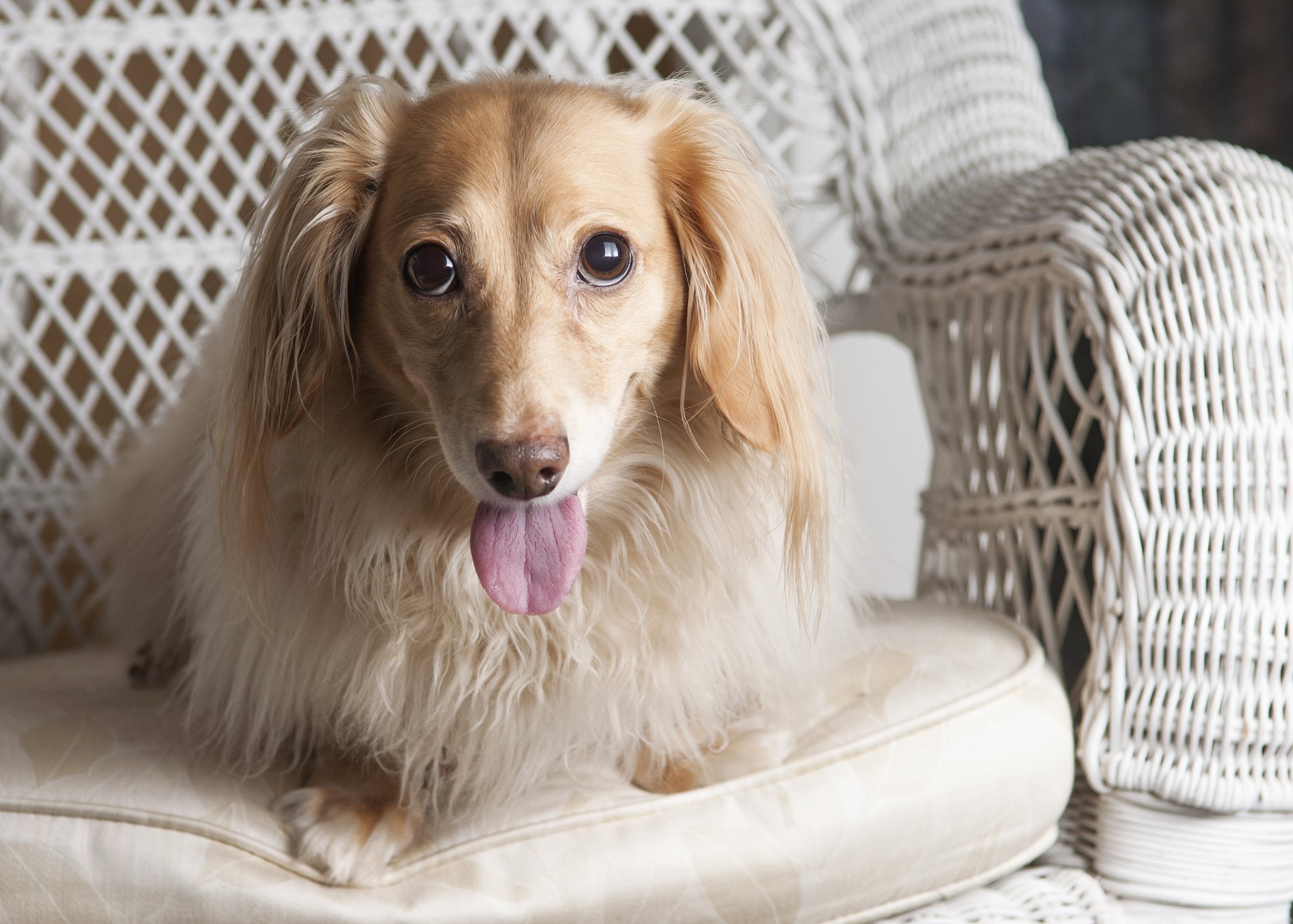 dachshund lengua mirada silla