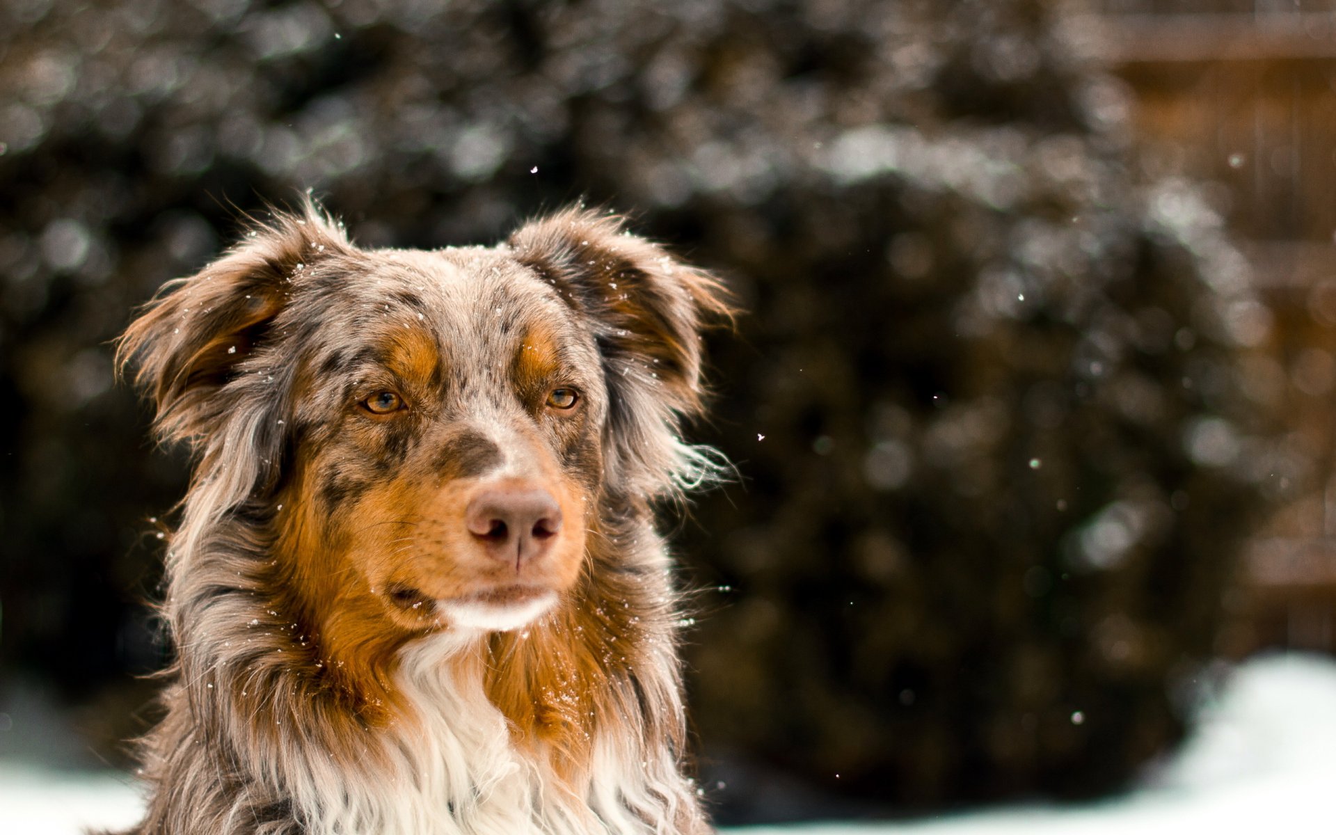 chien ami regard