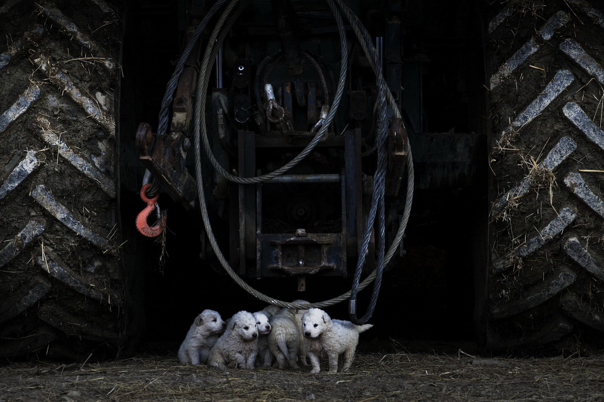 chiens chiots tracteur