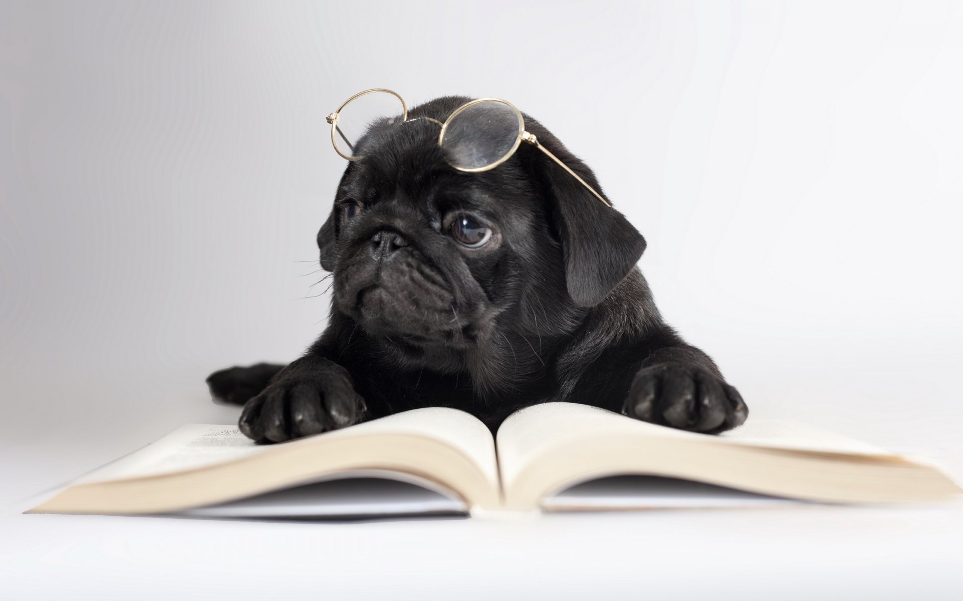 hund brille buch