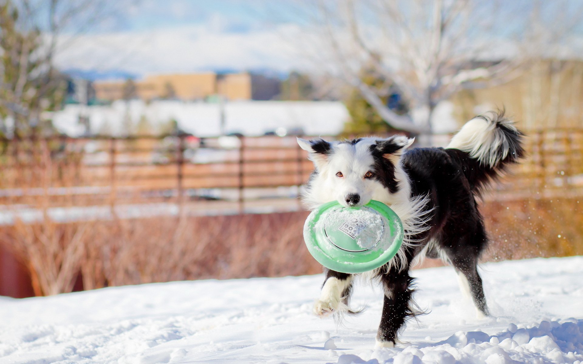 chien hiver jeu