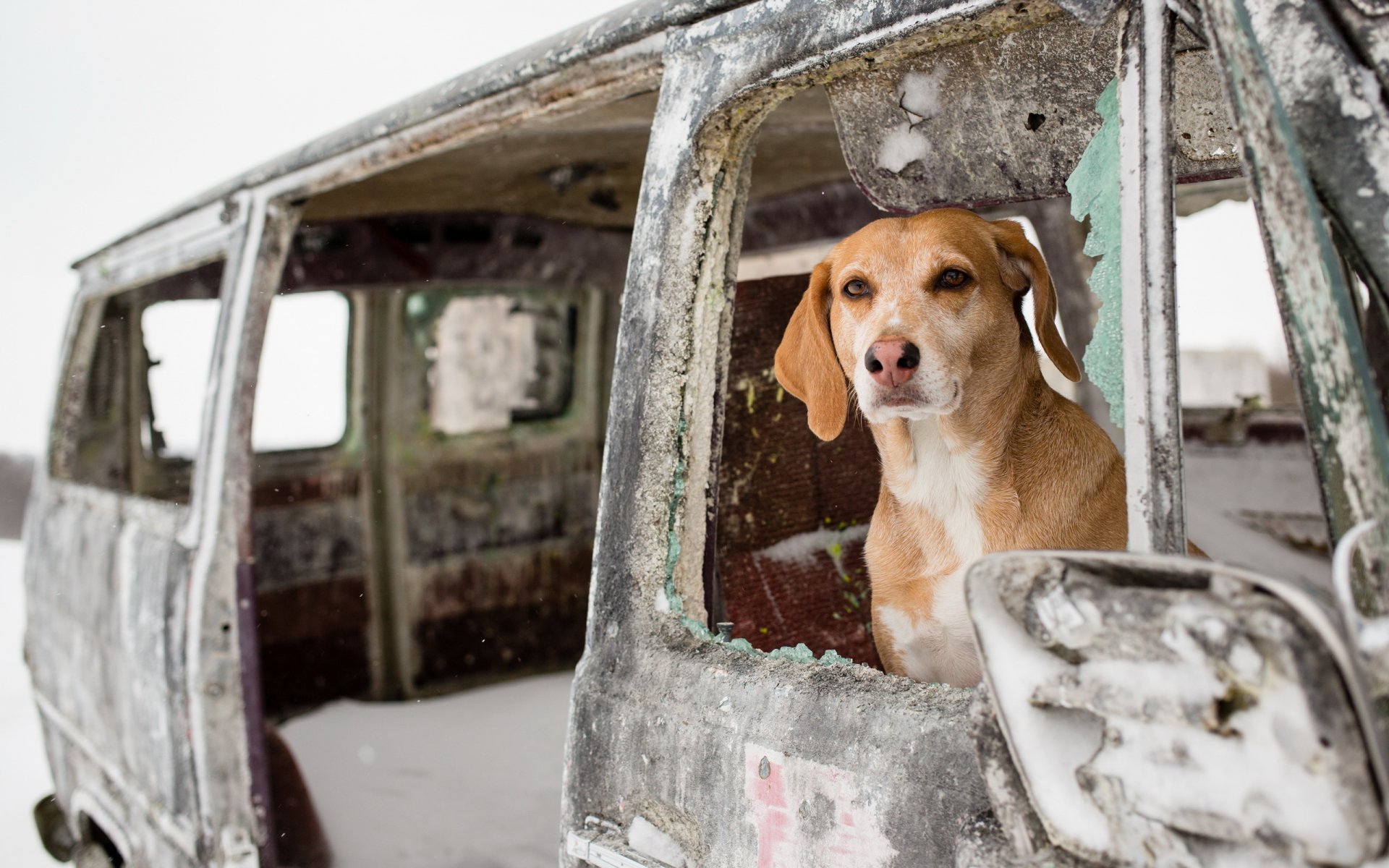 perro amigo coche