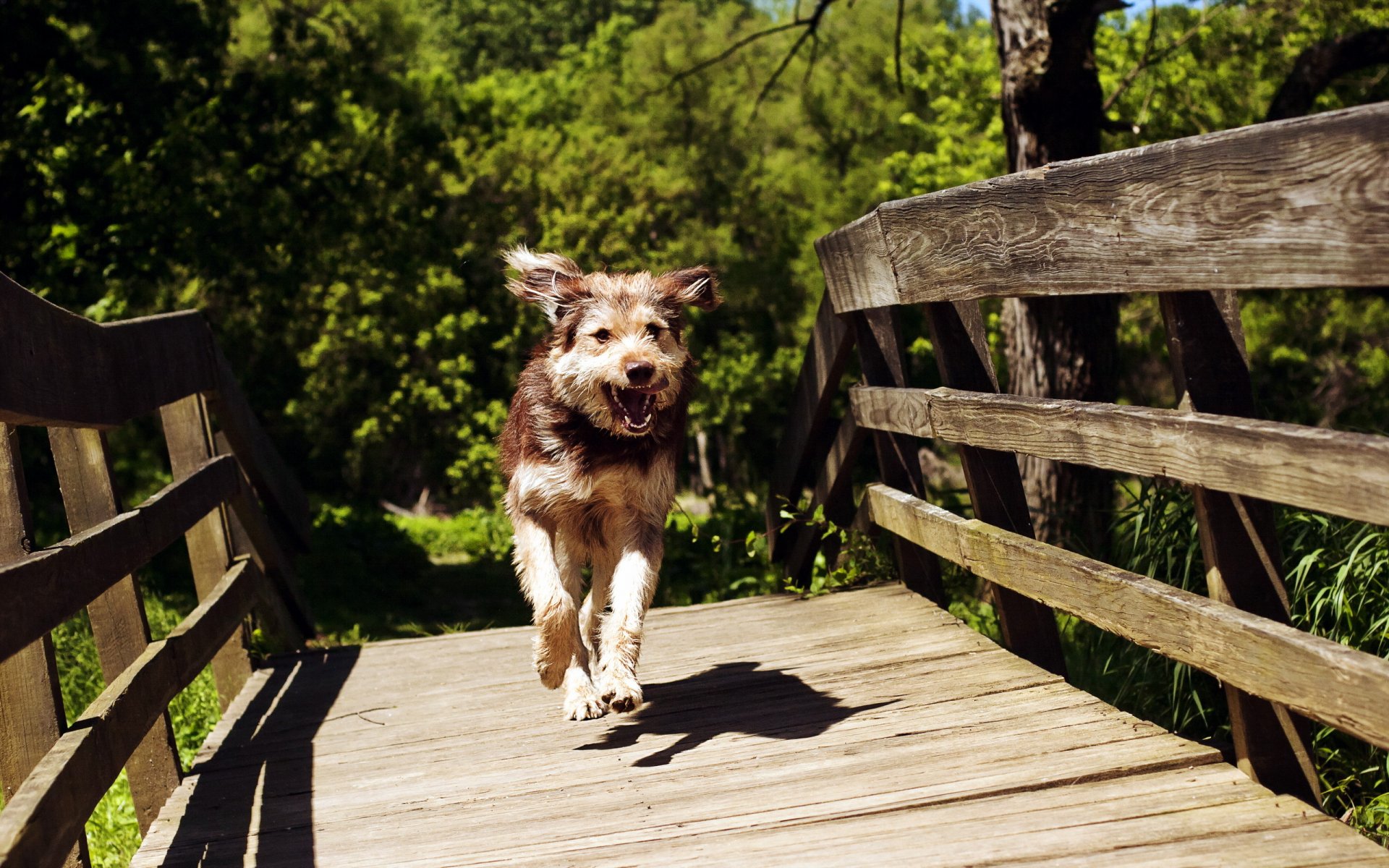 perro puente verano