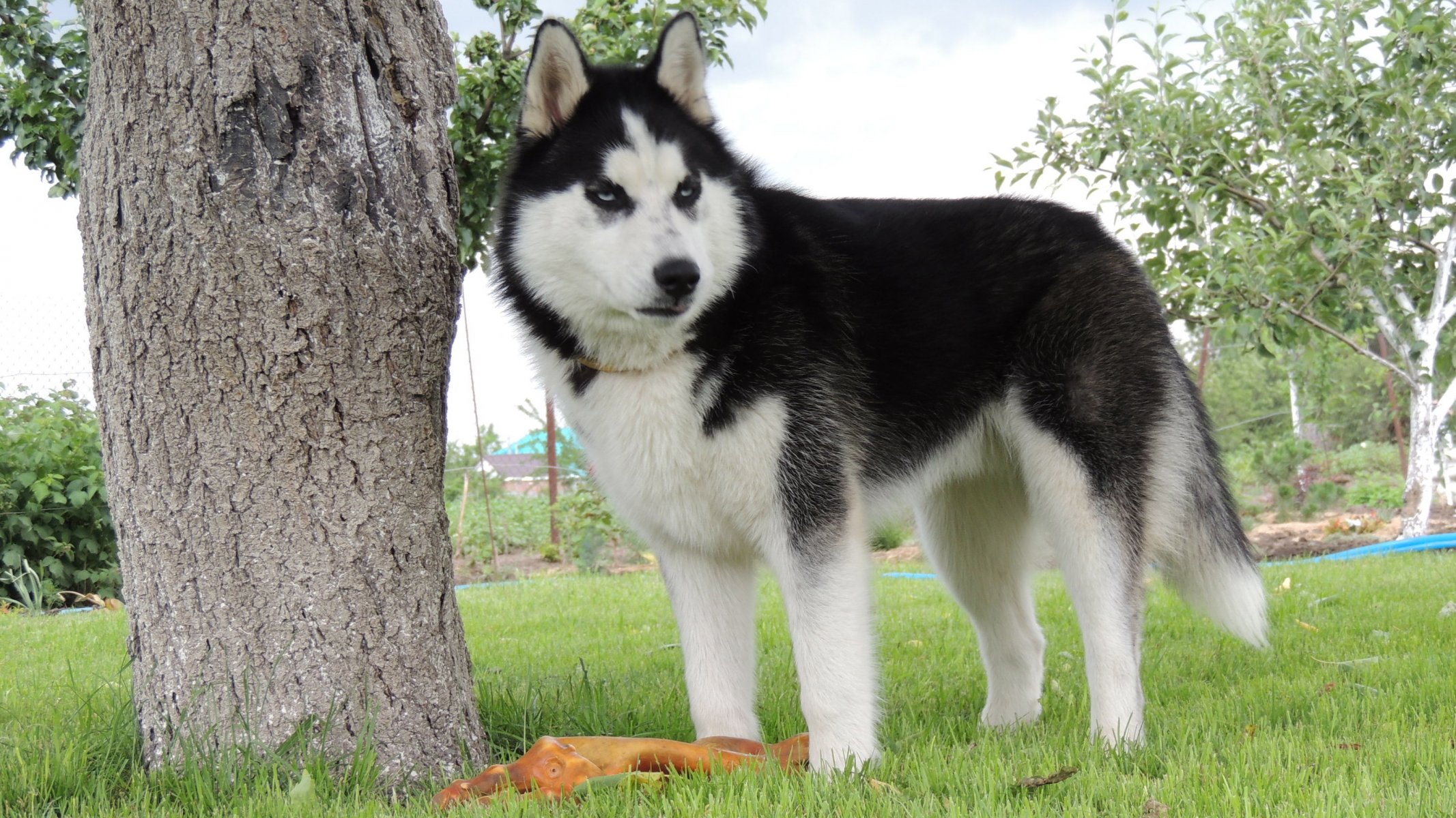 husky sibérien husky husky arnie yeux bleus été