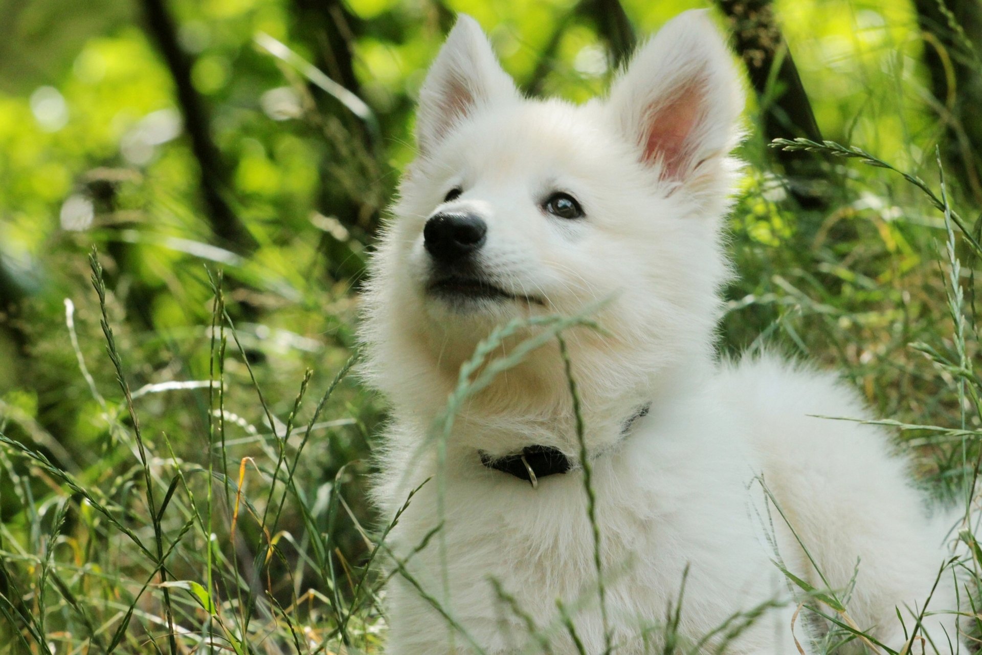 cane da pastore cucciolo erba