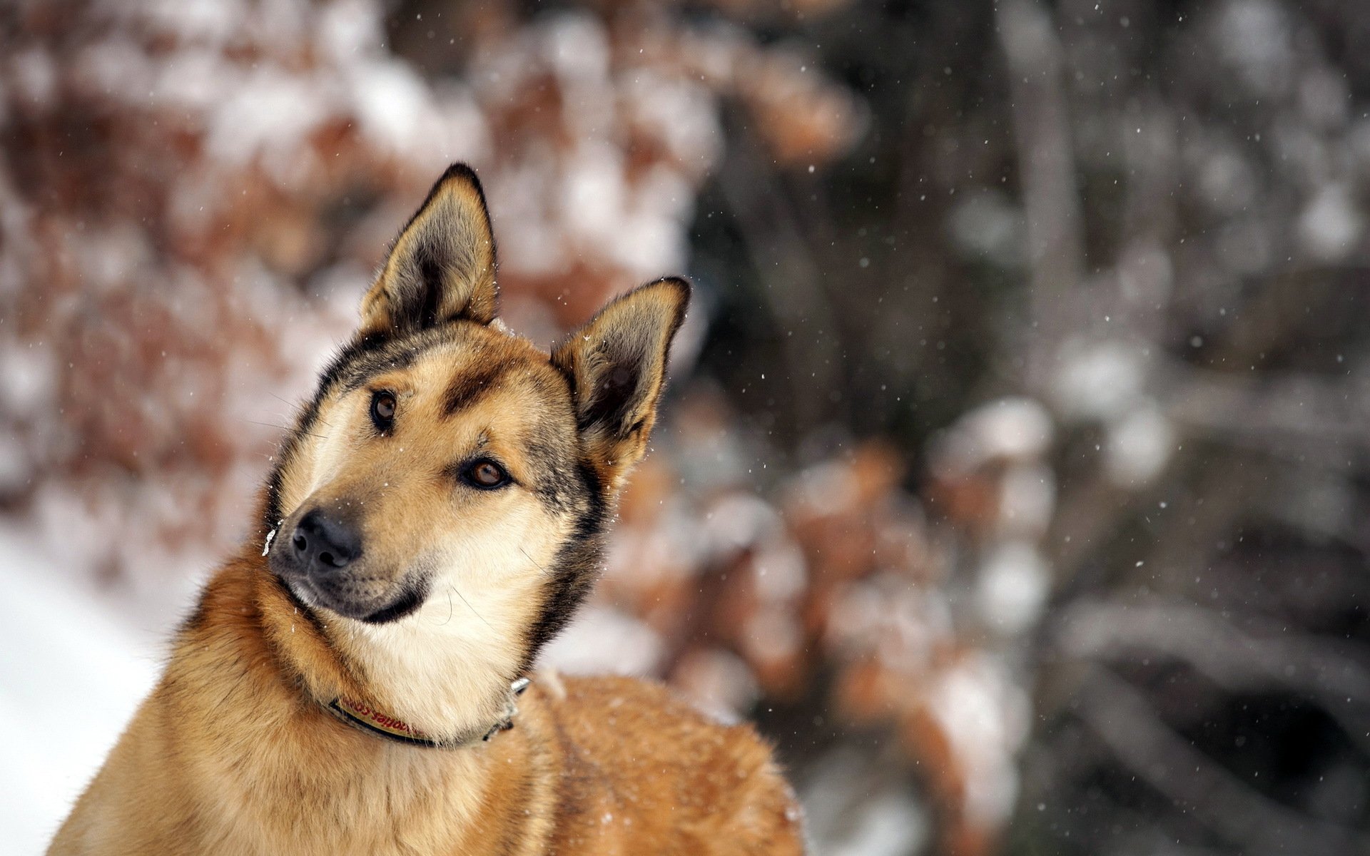 cane amico inverno