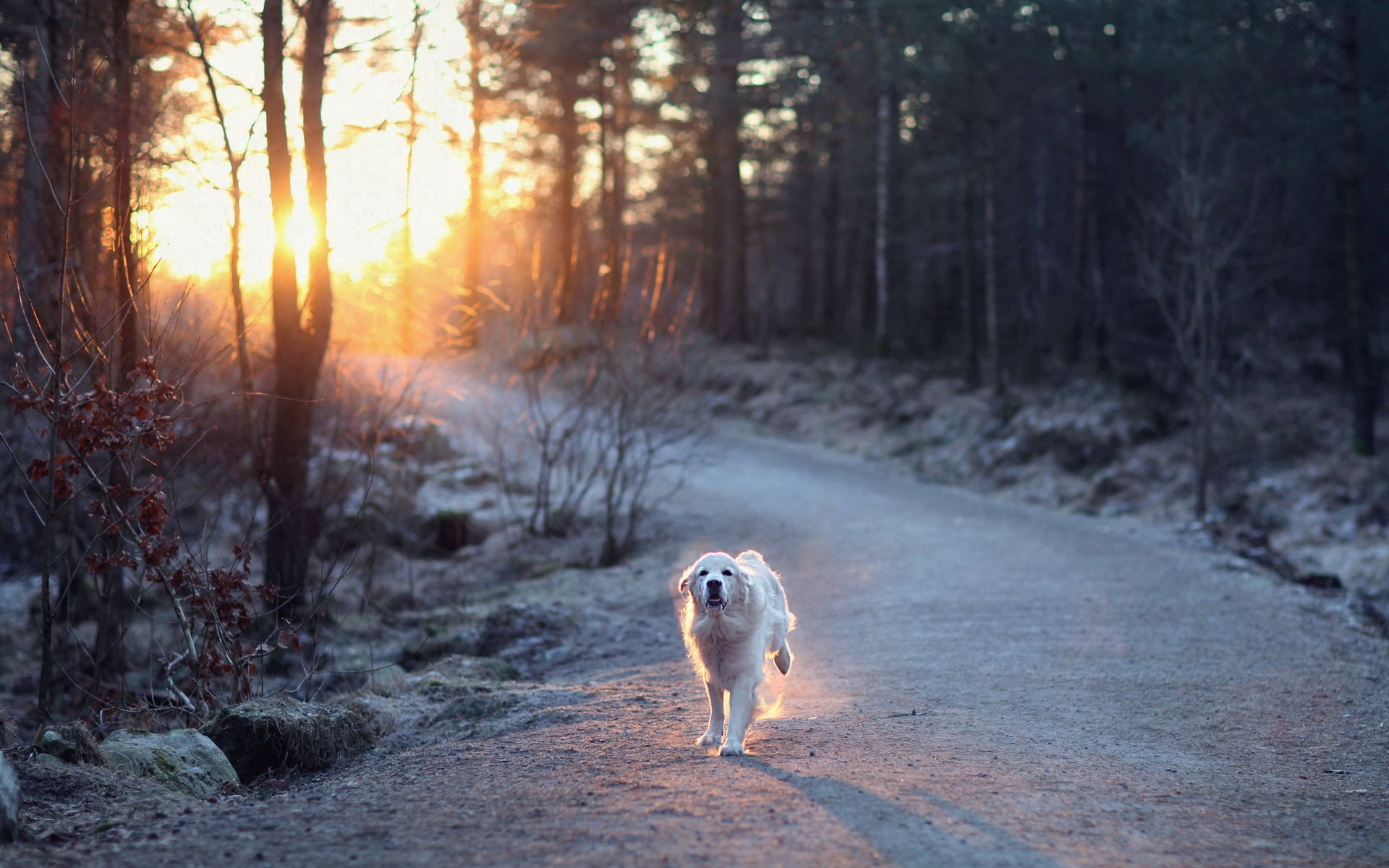 chien route lumière