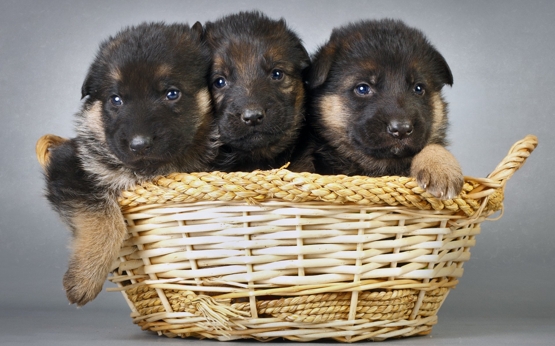 perros cachorros cesta